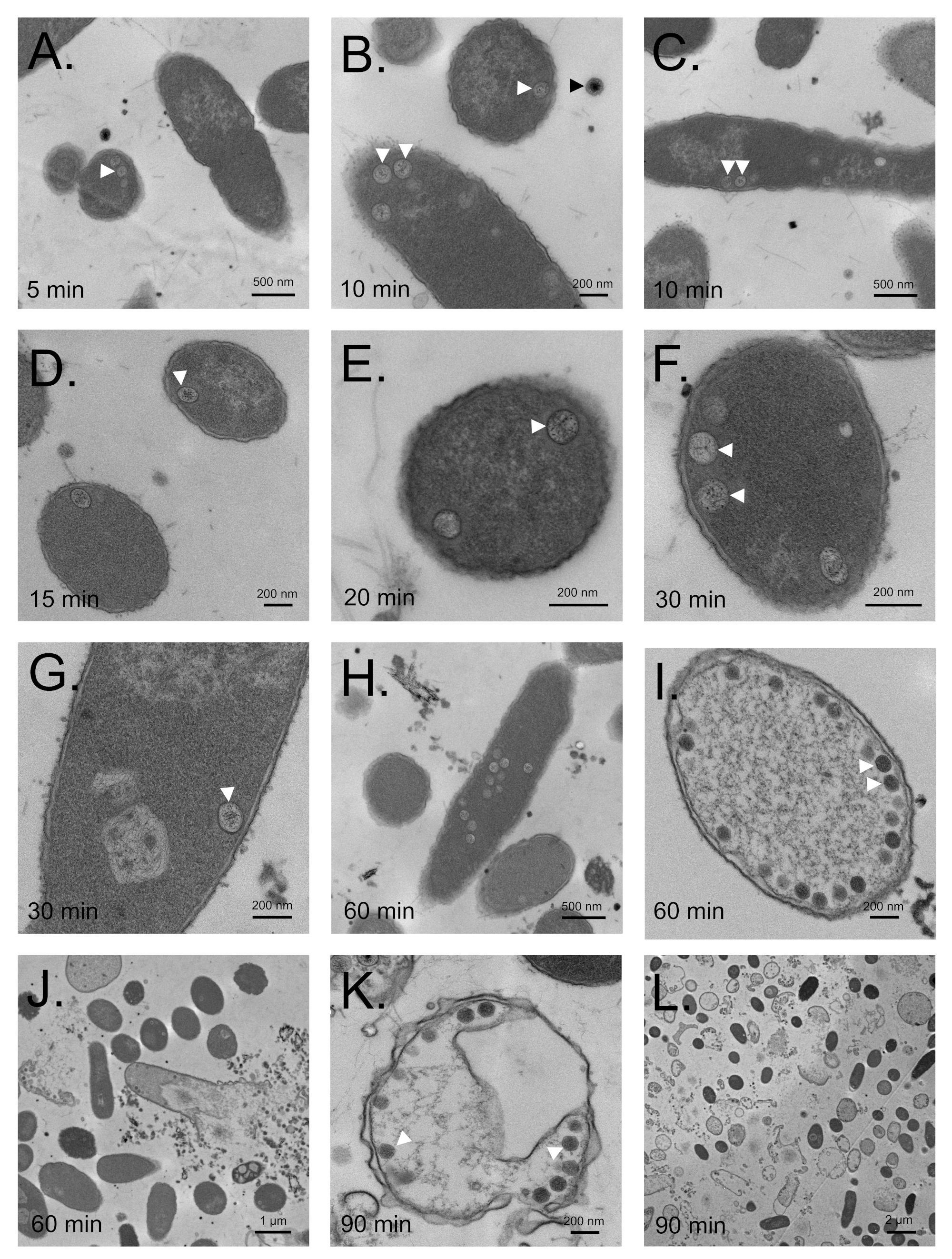 Viruses 12 00725 g006 Viruses 12 00725 g006