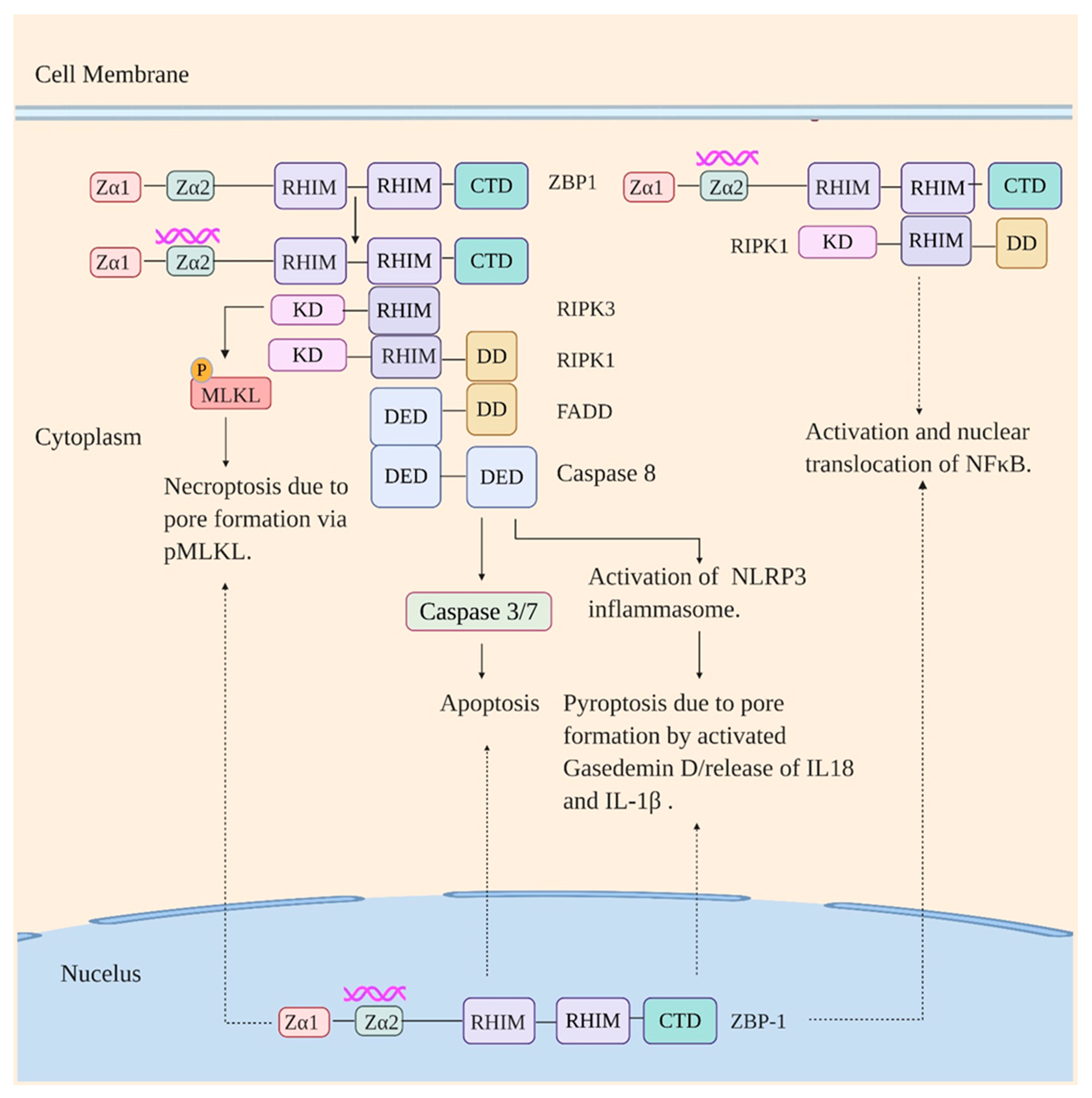 Viruses 12 00755 g003