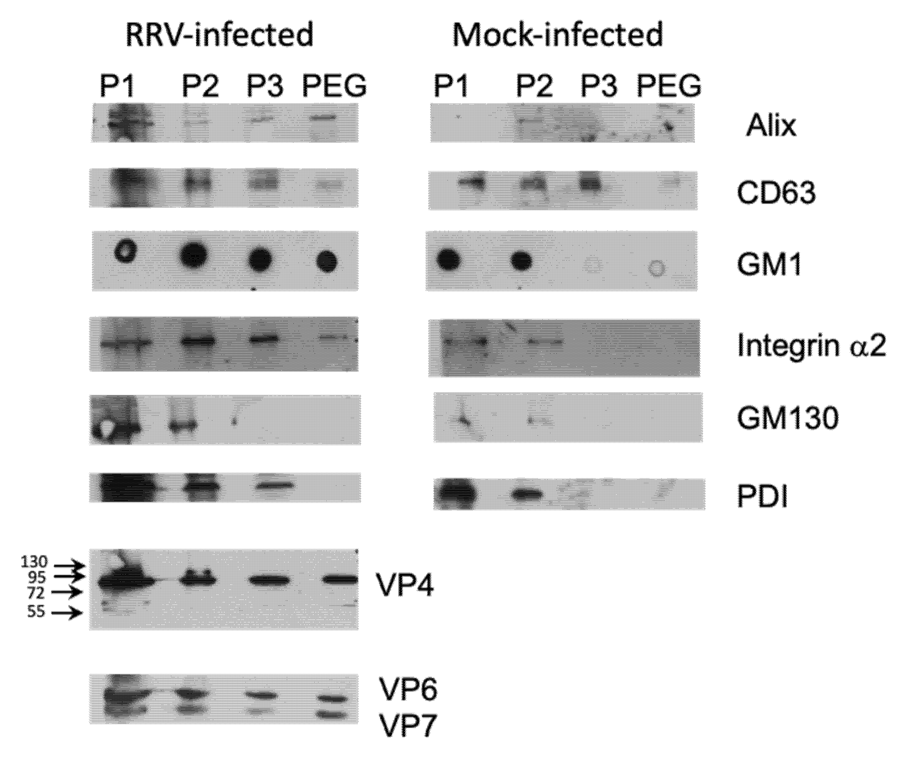 Viruses 12 00763 g004