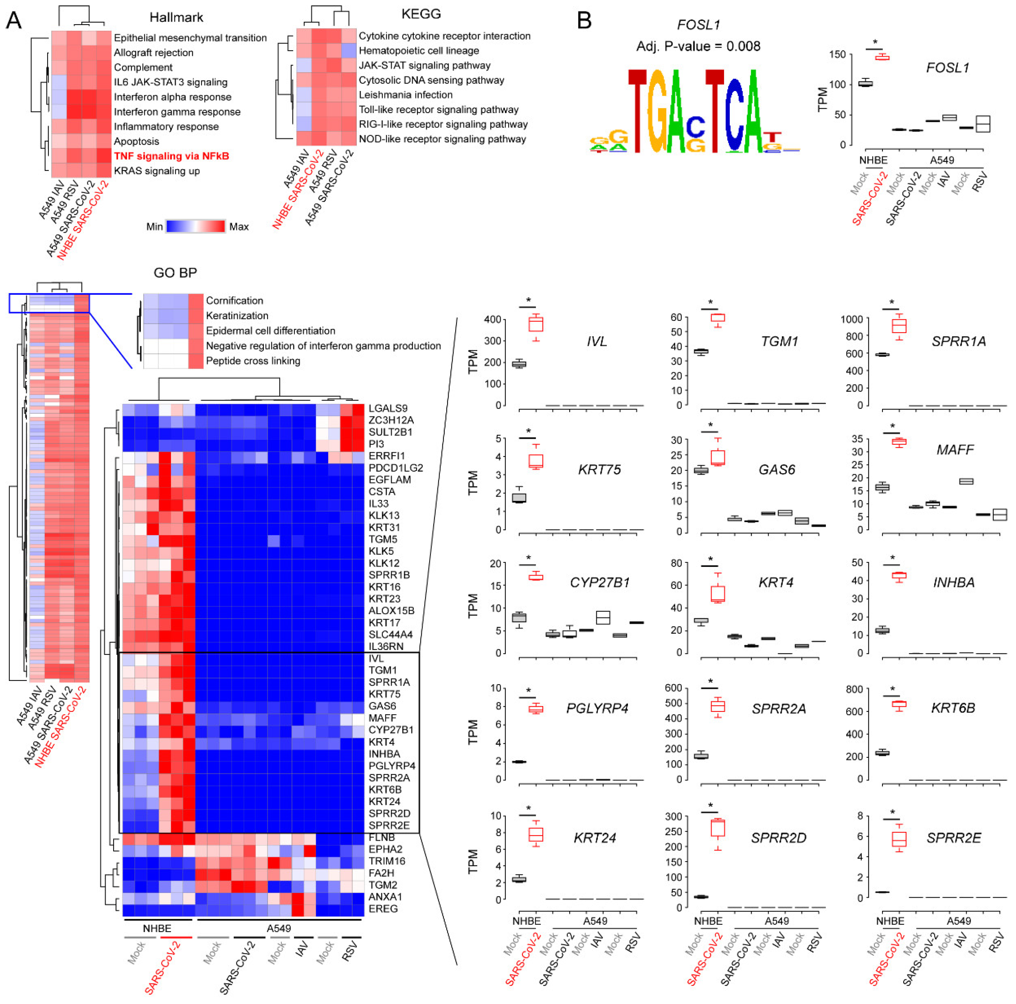 Viruses 12 00776 g003