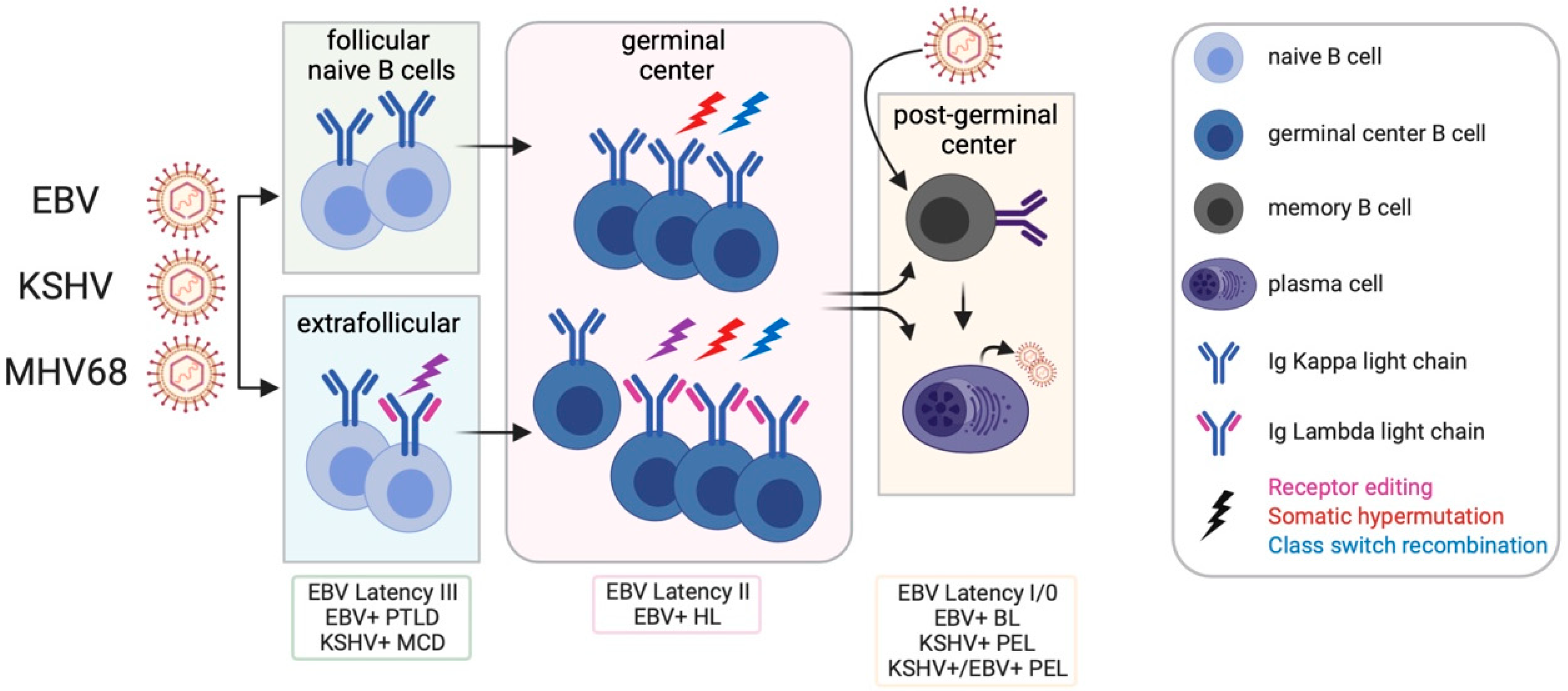 Viruses Free Full Text Dangerous Liaisons Gammaherpesvirus Subversion Of The Immunoglobulin Repertoire Html