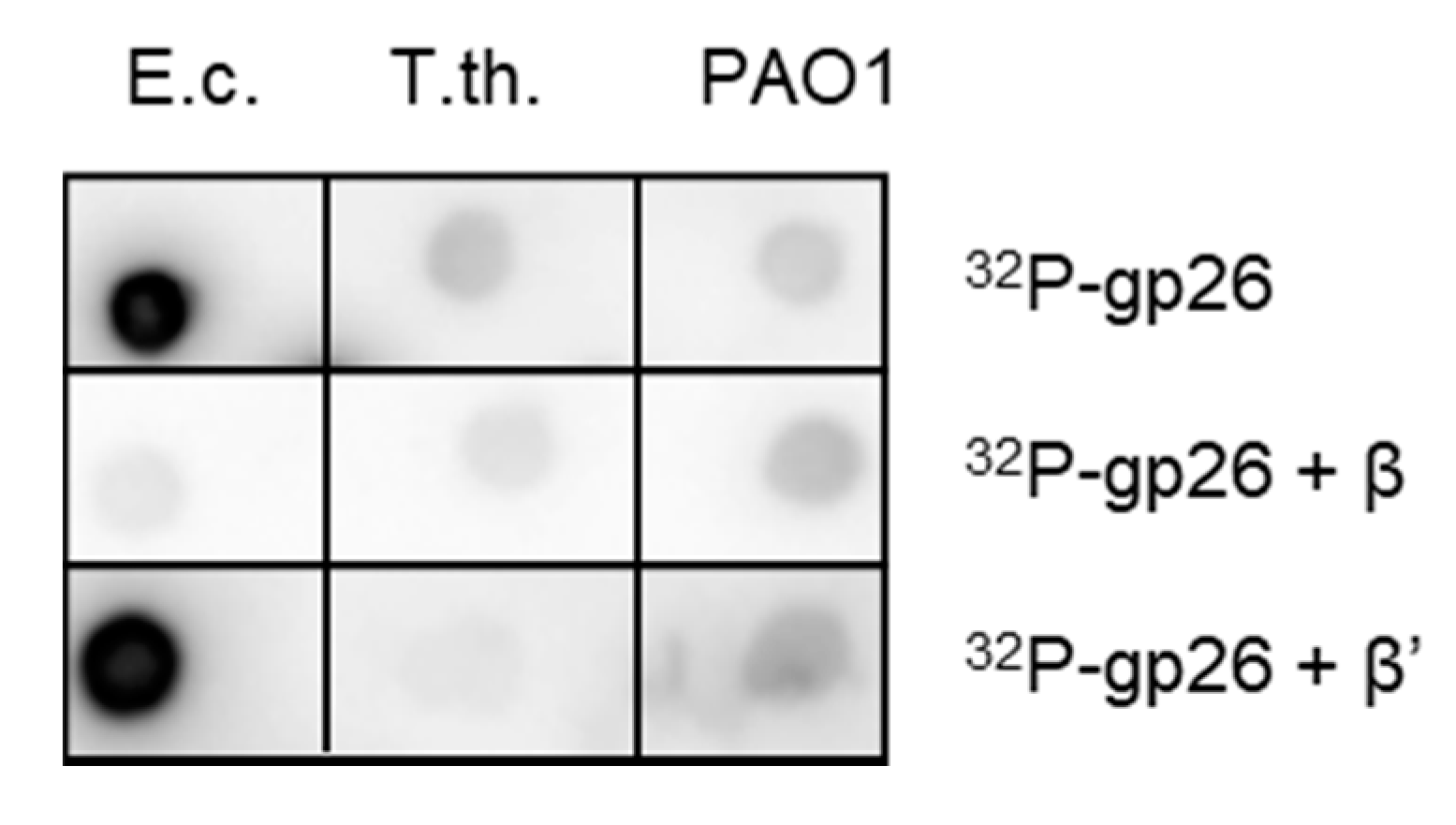 Viruses 12 00807 g003 Viruses 12 00807 g003