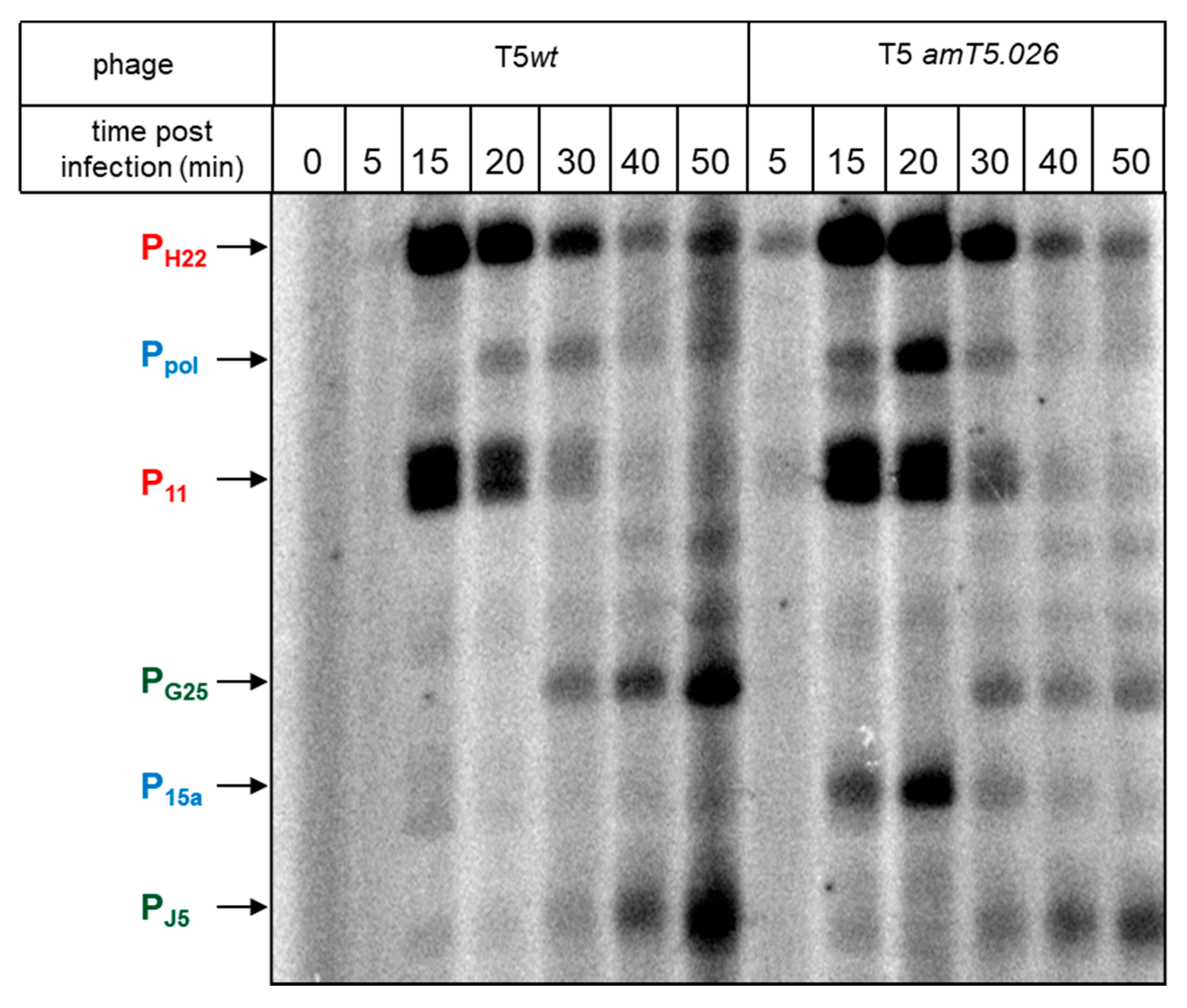 Viruses 12 00807 g006 Viruses 12 00807 g006