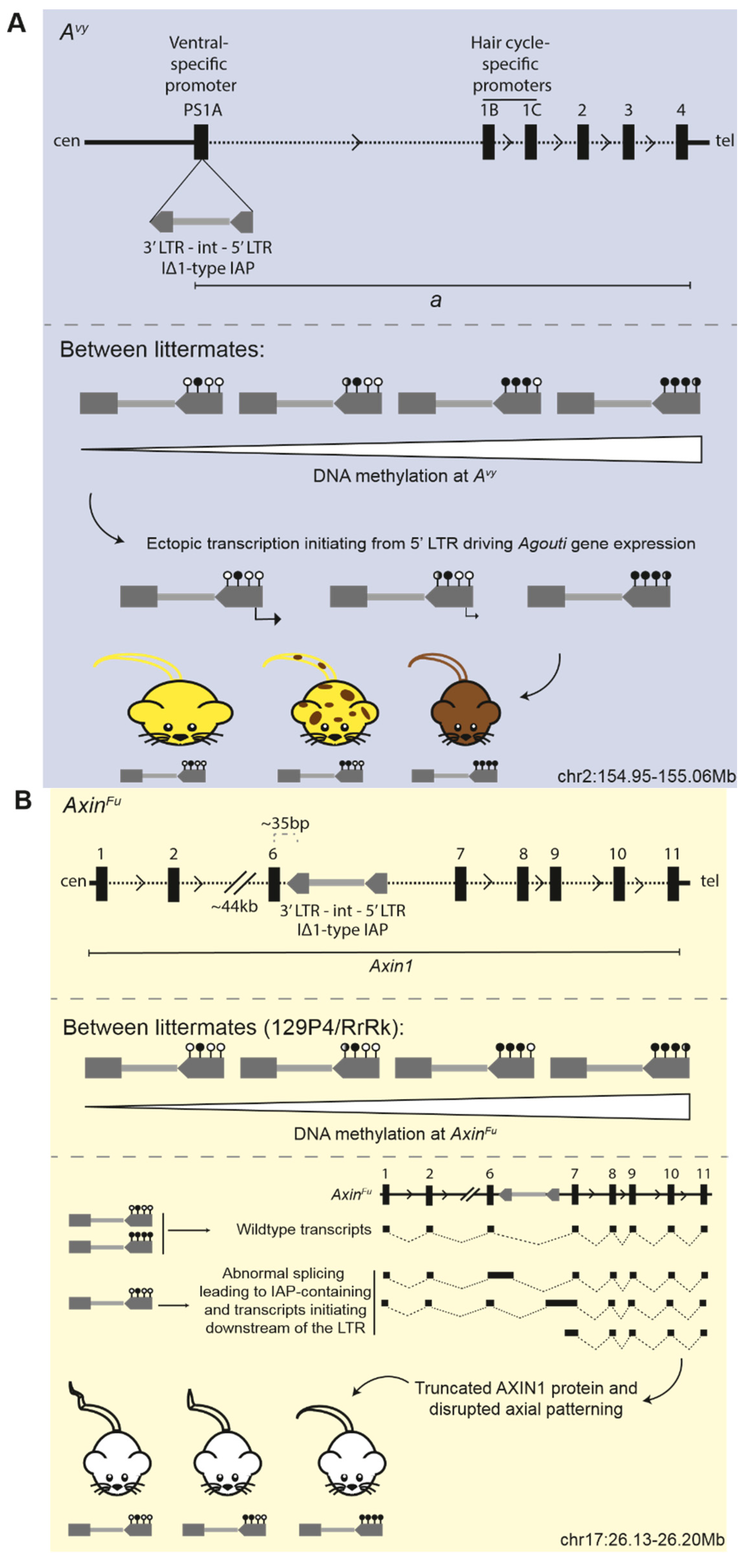 Viruses 12 00810 g003 Viruses 12 00810 g003