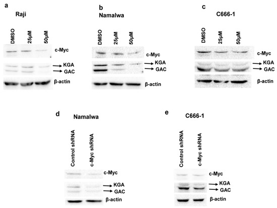 Viruses Free Full Text Upregulation Of Gls1 Isoforms Kga And Gac Facilitates Mitochondrial Metabolism And Cell Proliferation In Epstein Barr Virus Infected Cells Html