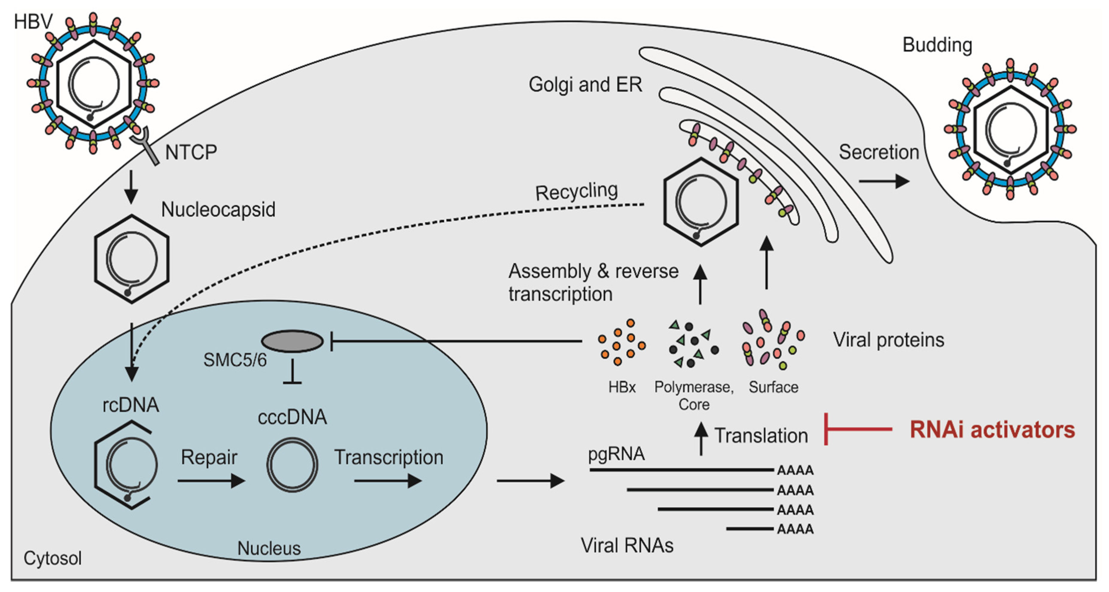 Viruses Free Full Text Advances With RNAi Based Therapy For Hepatitis B Virus Infection