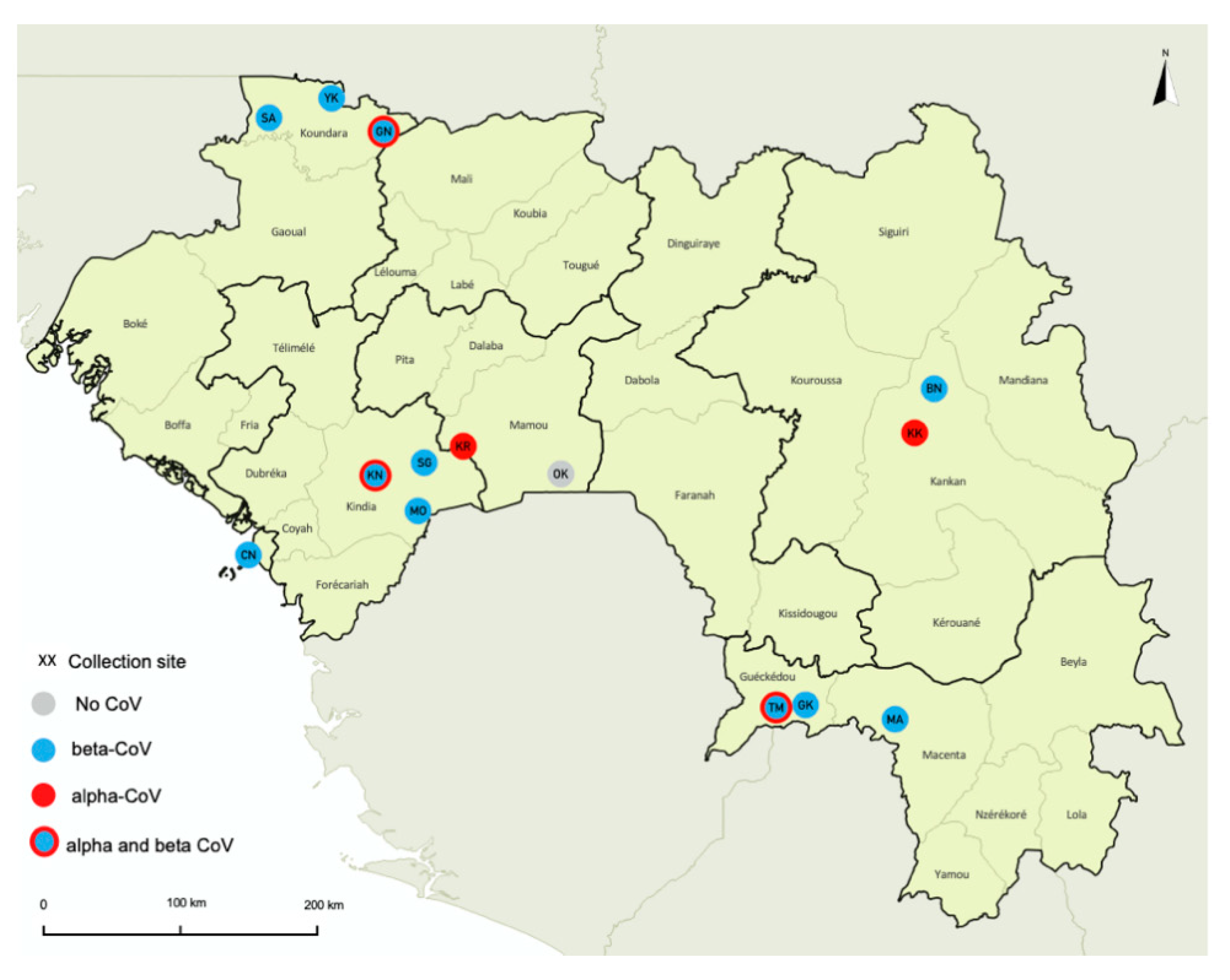 Viruses | Free Full-Text | Wide Diversity of Coronaviruses in Frugivorous  and Insectivorous Bat Species: A Pilot Study in Guinea, West Africa | HTML