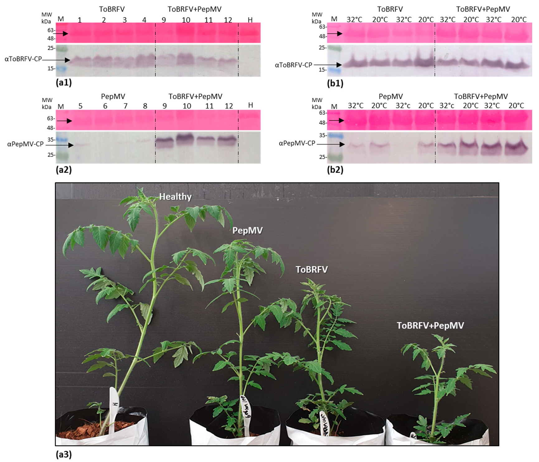 Viruses 12 00879 g004 Viruses 12 00879 g004