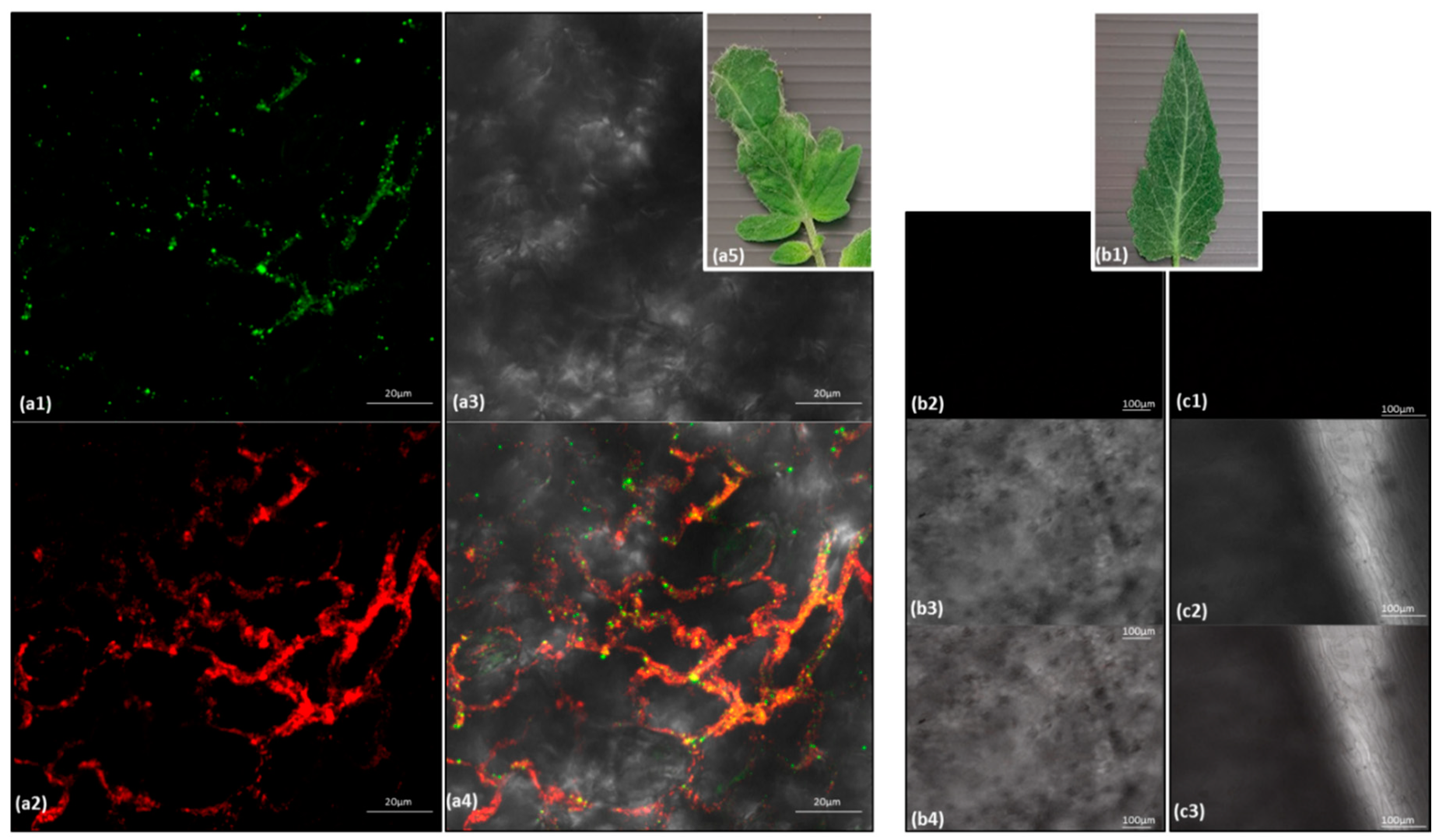 Viruses 12 00879 g005 Viruses 12 00879 g005