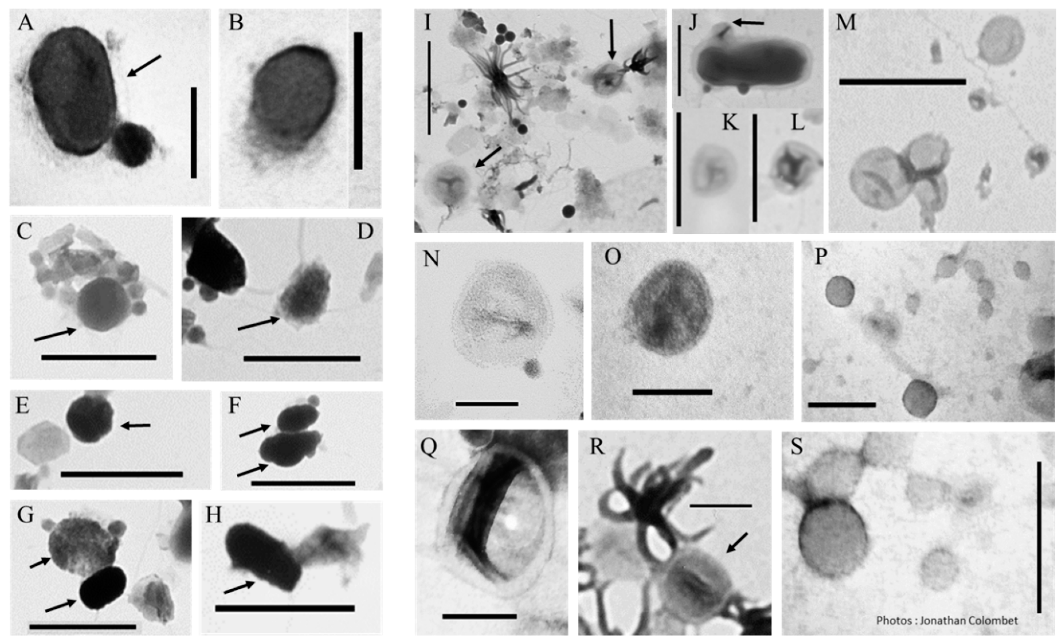 Viruses 12 00881 g002 Viruses 12 00881 g002
