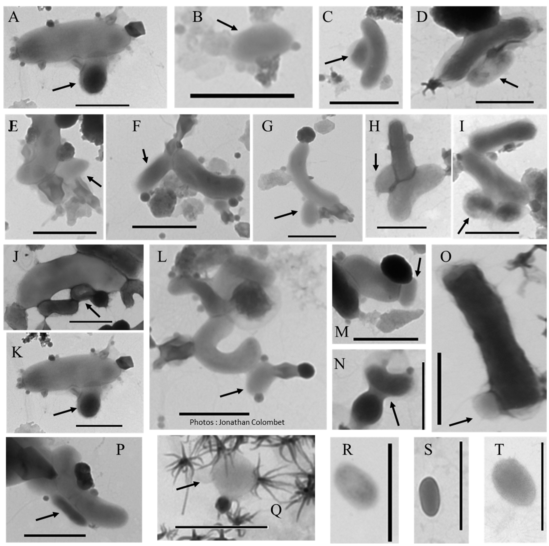 Viruses 12 00881 g004 Viruses 12 00881 g004