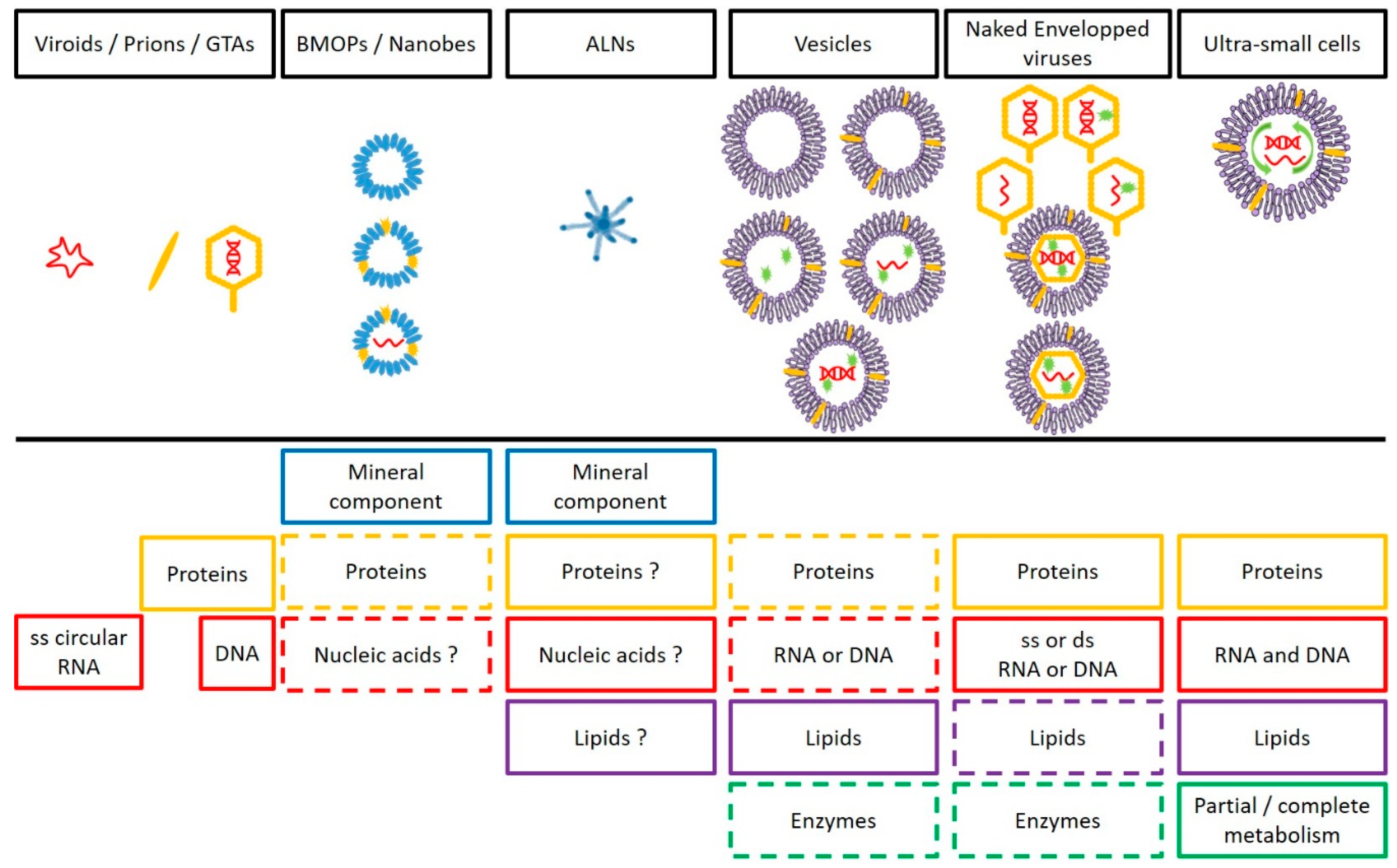 Viruses 12 00881 g006 Viruses 12 00881 g006