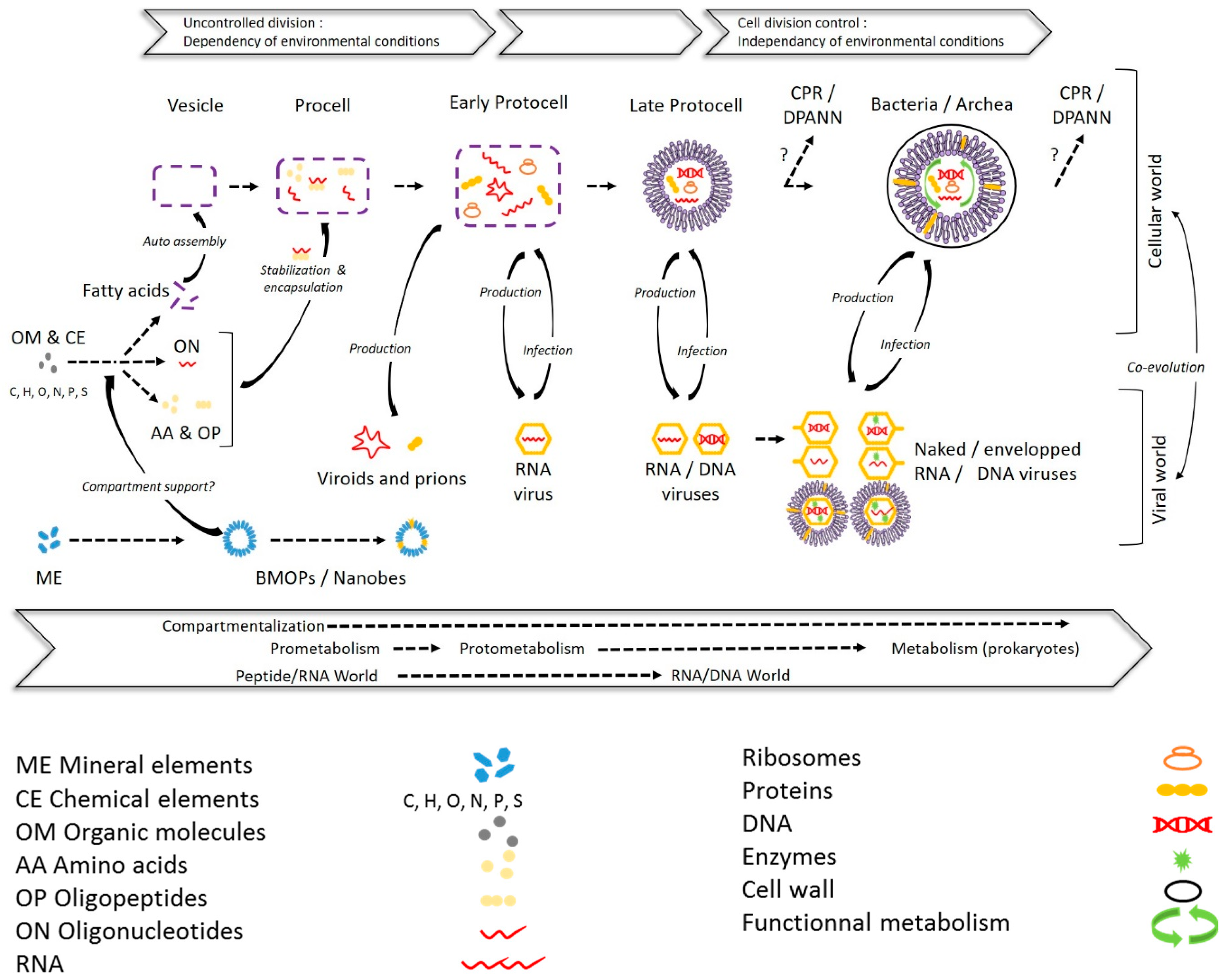 Viruses 12 00881 g007 Viruses 12 00881 g007