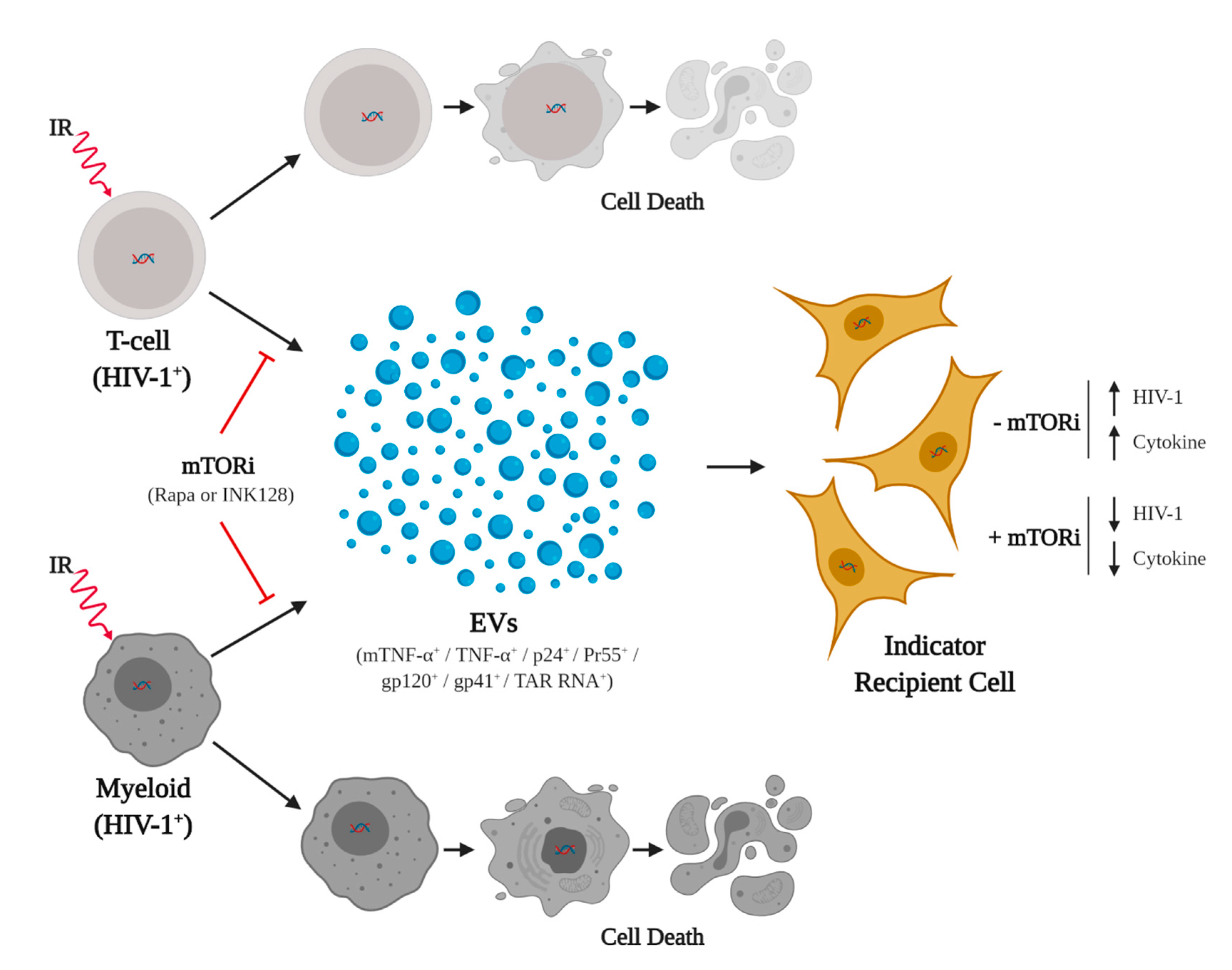 Viruses 12 00885 g007 Viruses 12 00885 g007
