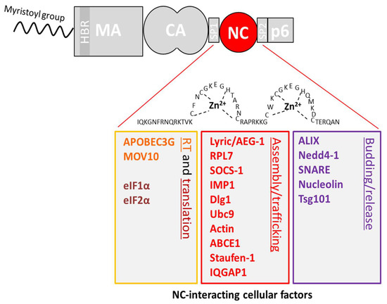 Role of the LXX repeats of the HIV-1 and SIV sm Gag p6 domain in Vpr