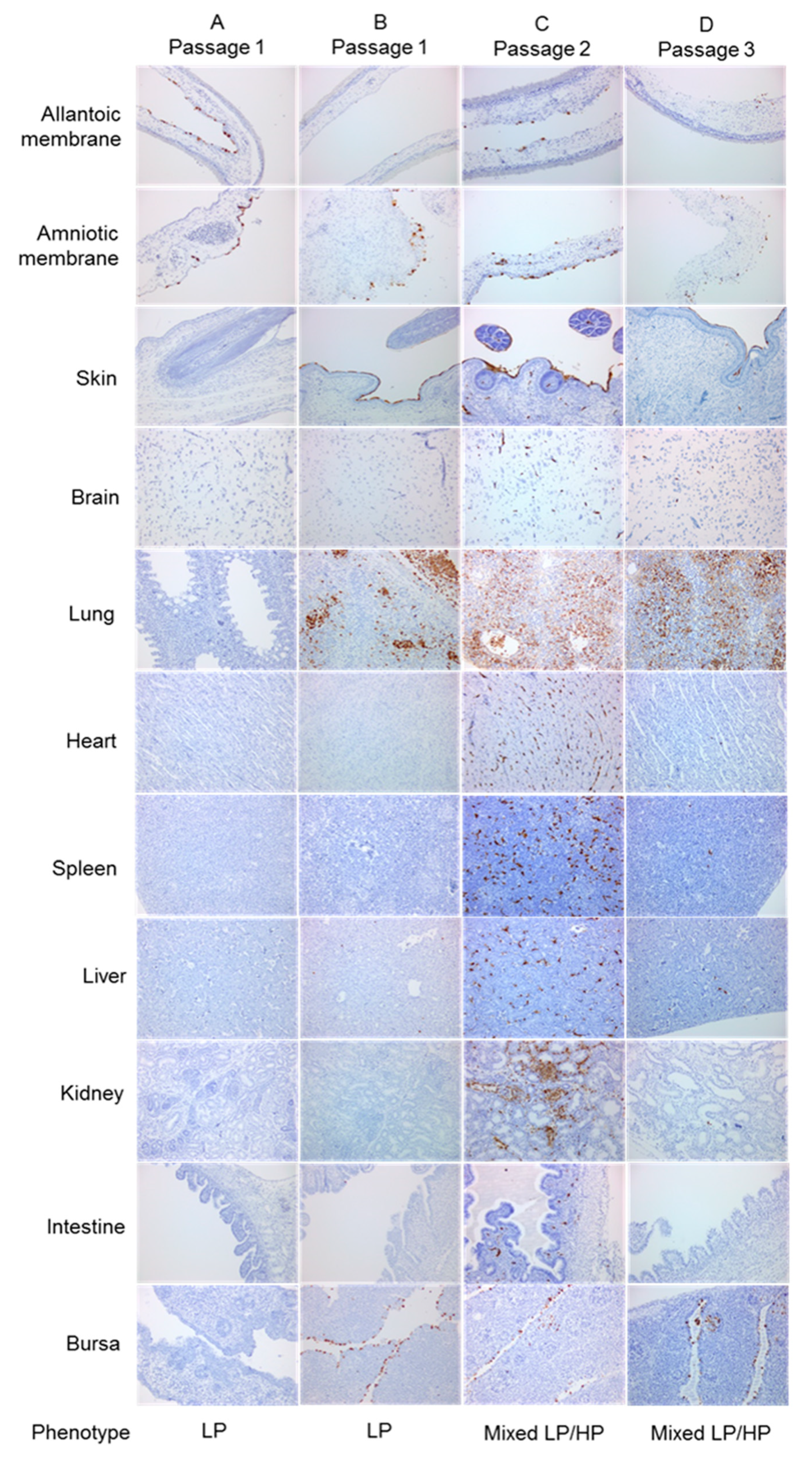 Viruses 12 00920 g007
