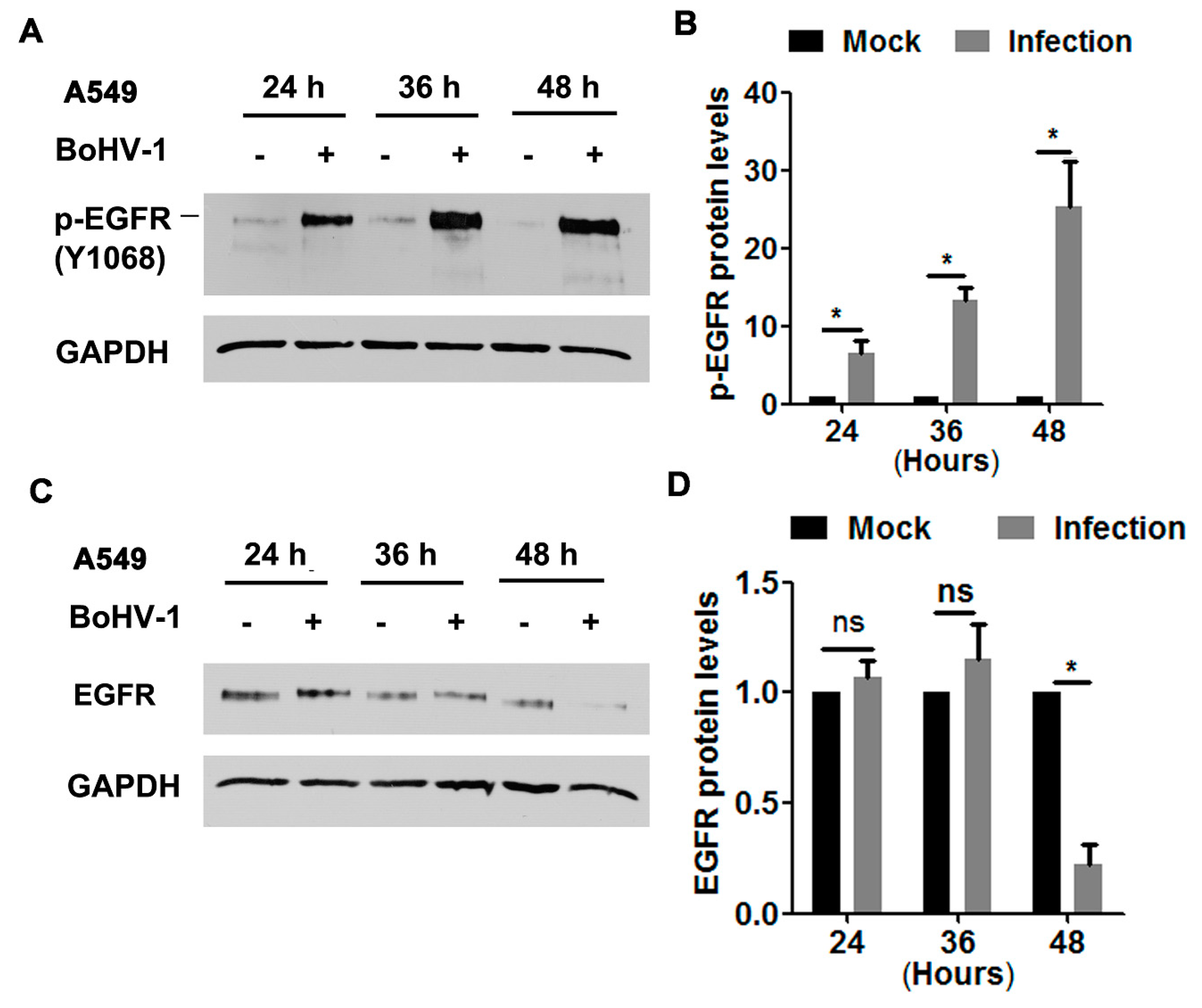 Viruses 12 00927 g001