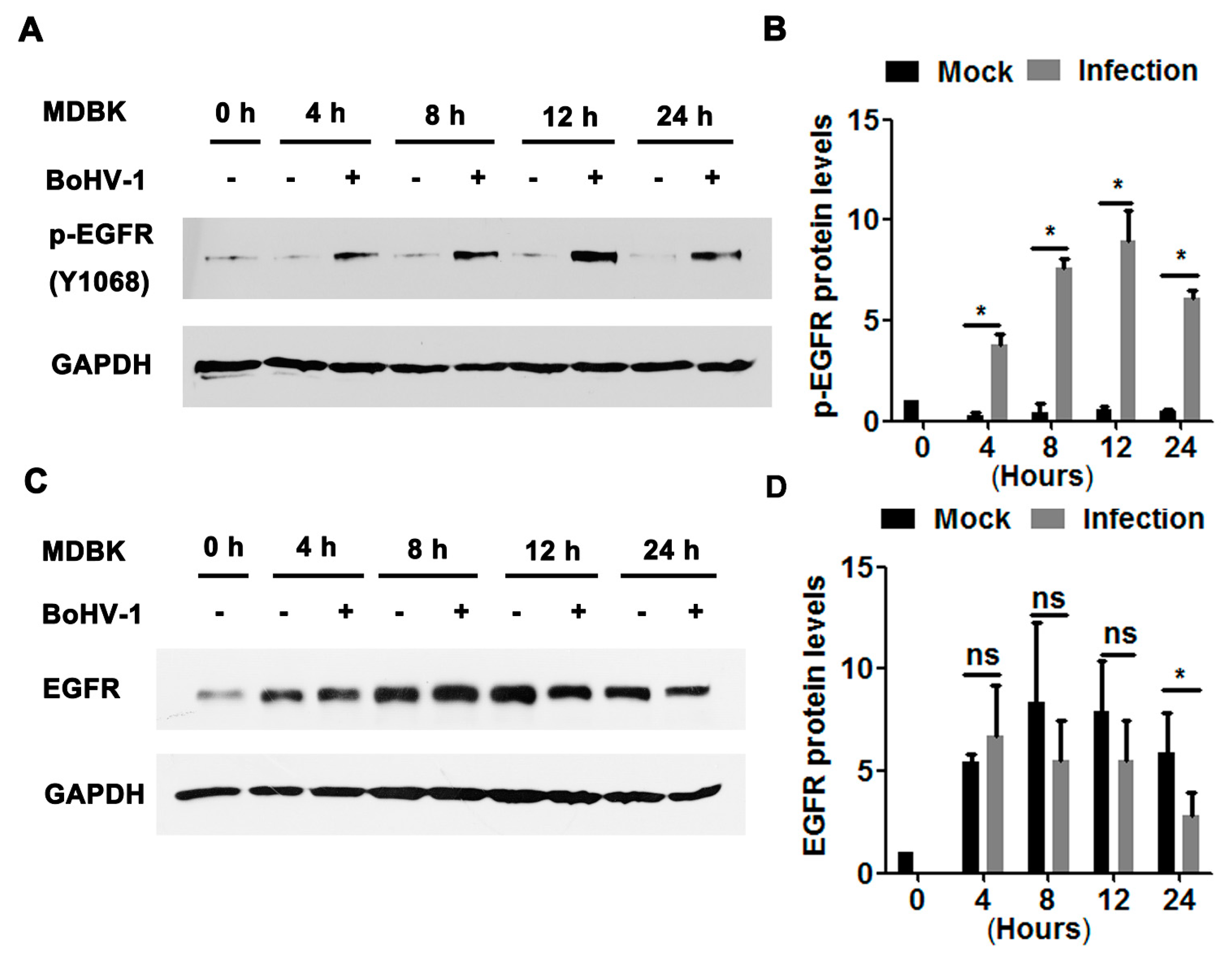 Viruses 12 00927 g002