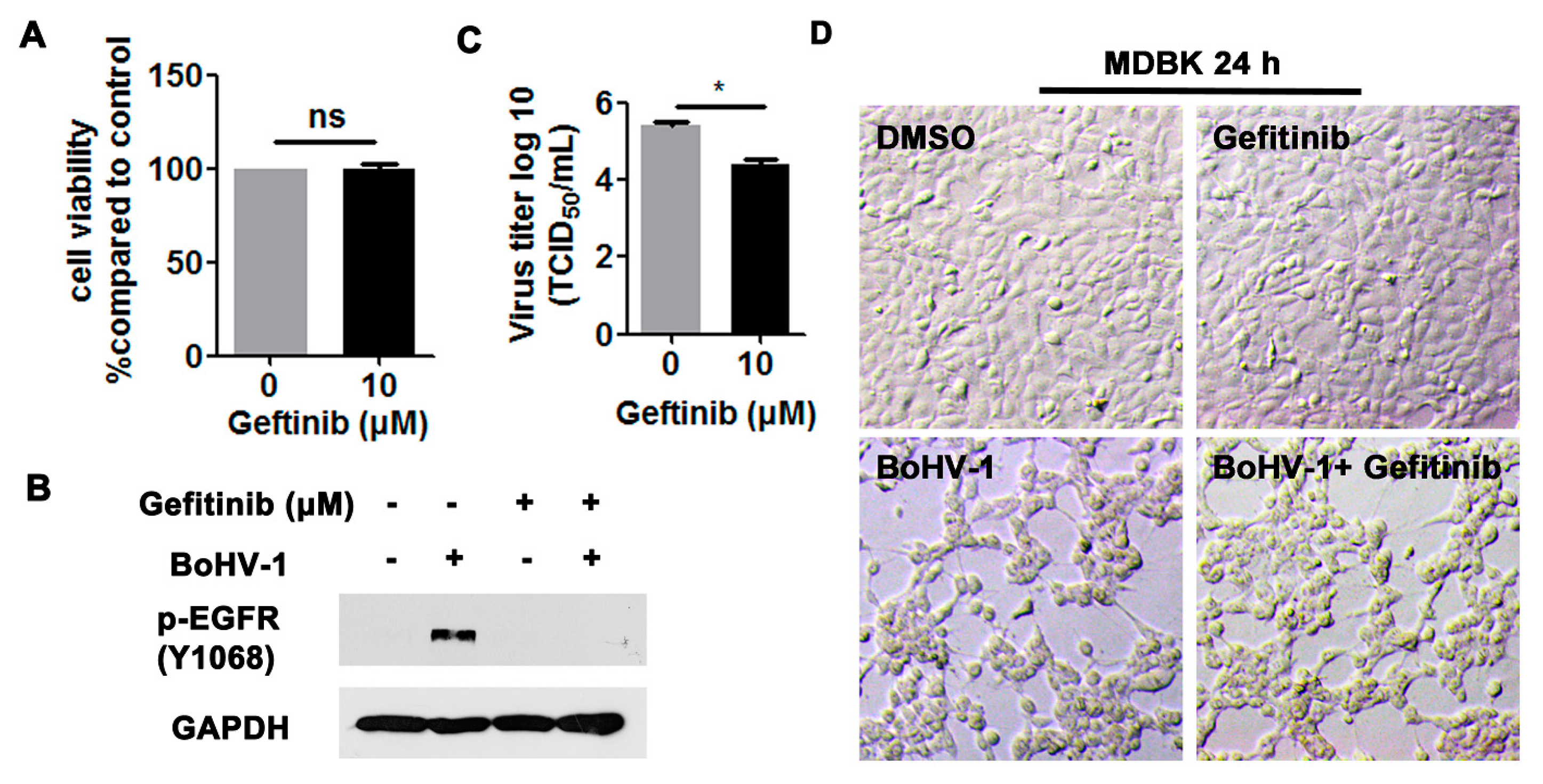 Viruses 12 00927 g004