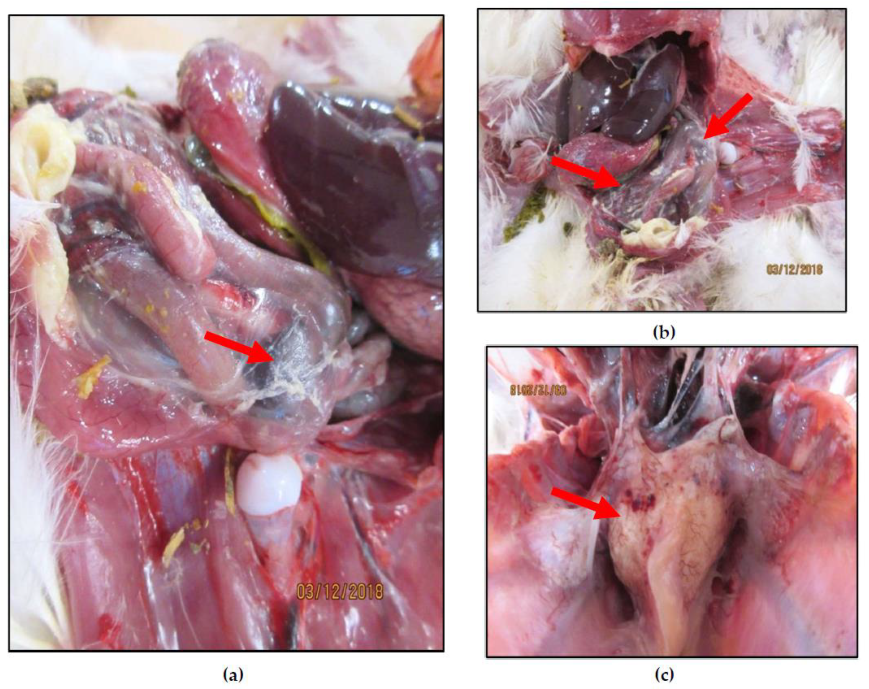 Viruses 12 00941 g001