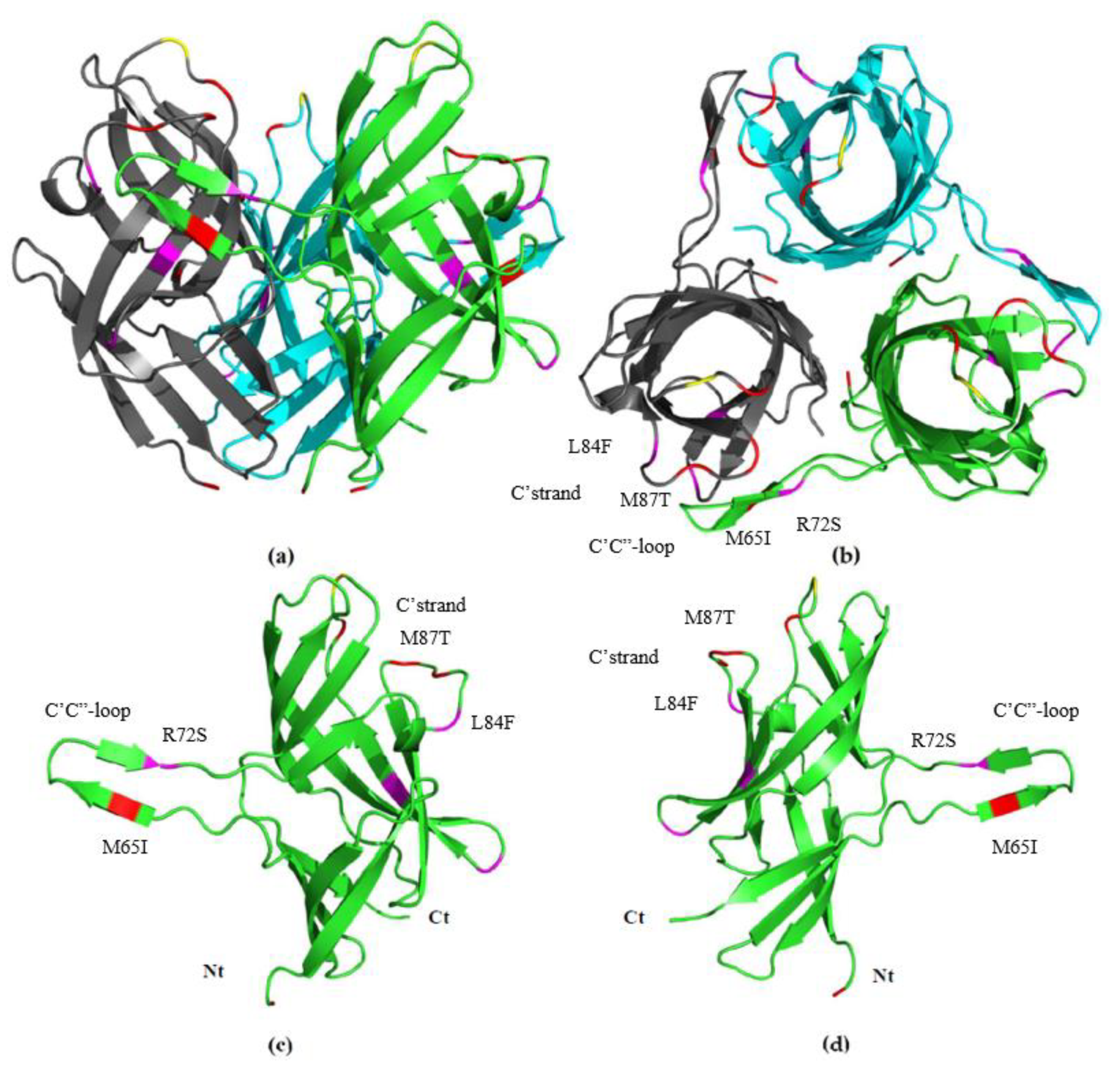 Viruses 12 00941 g005