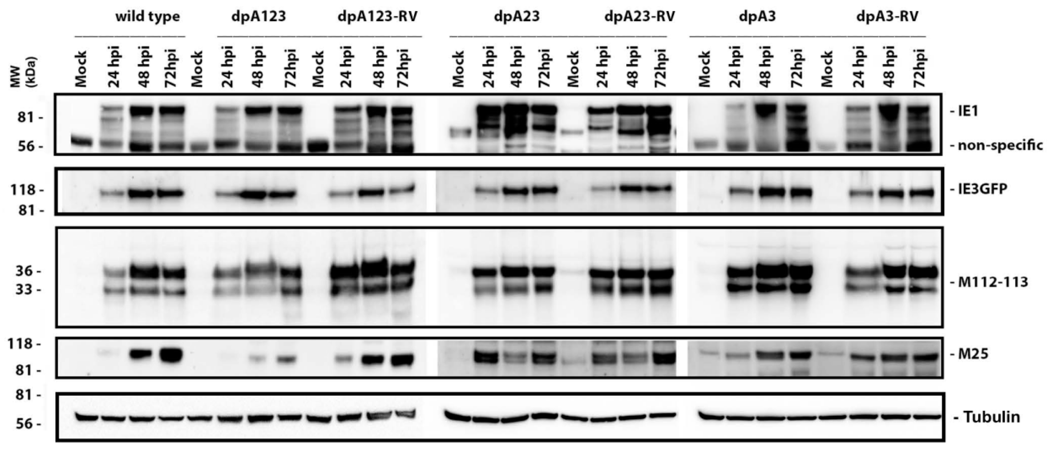 Viruses 12 00954 g005