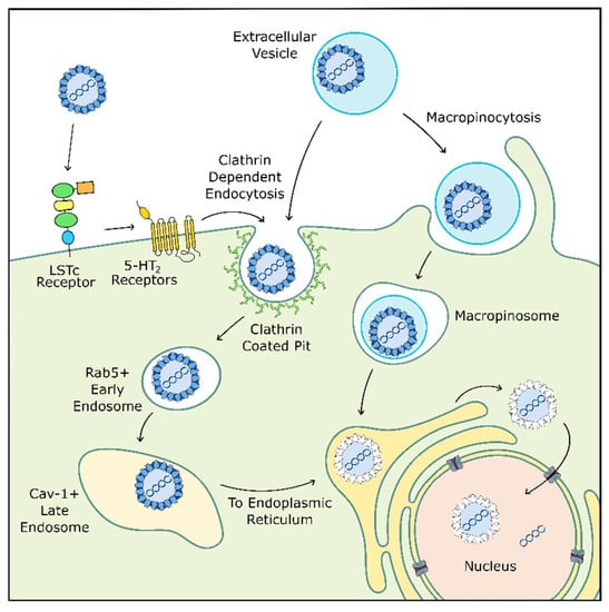 Viruses | Free Full-Text | Fifty Years of JC Polyomavirus: A Brief ...