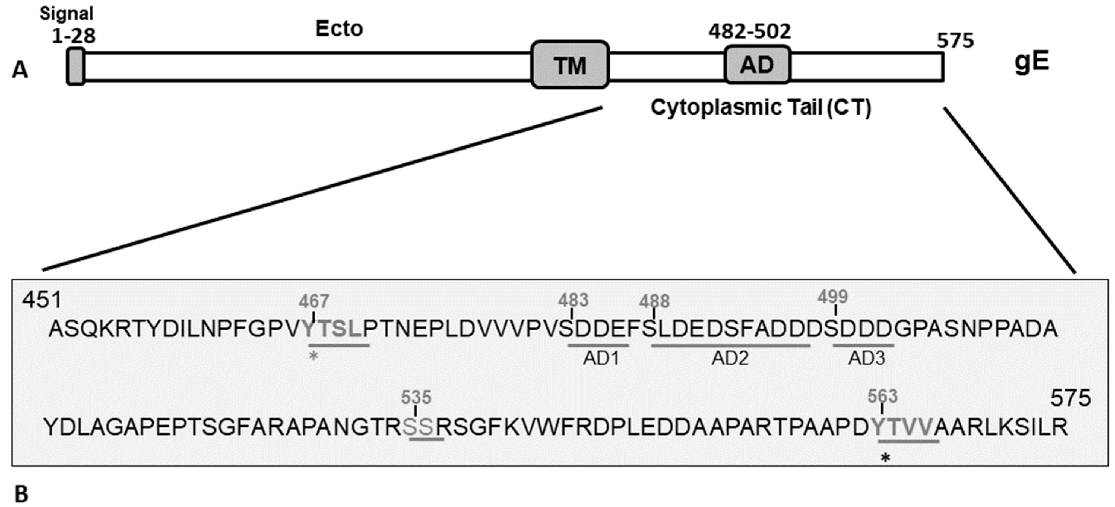 Viruses 12 01025 g001 Viruses 12 01025 g001
