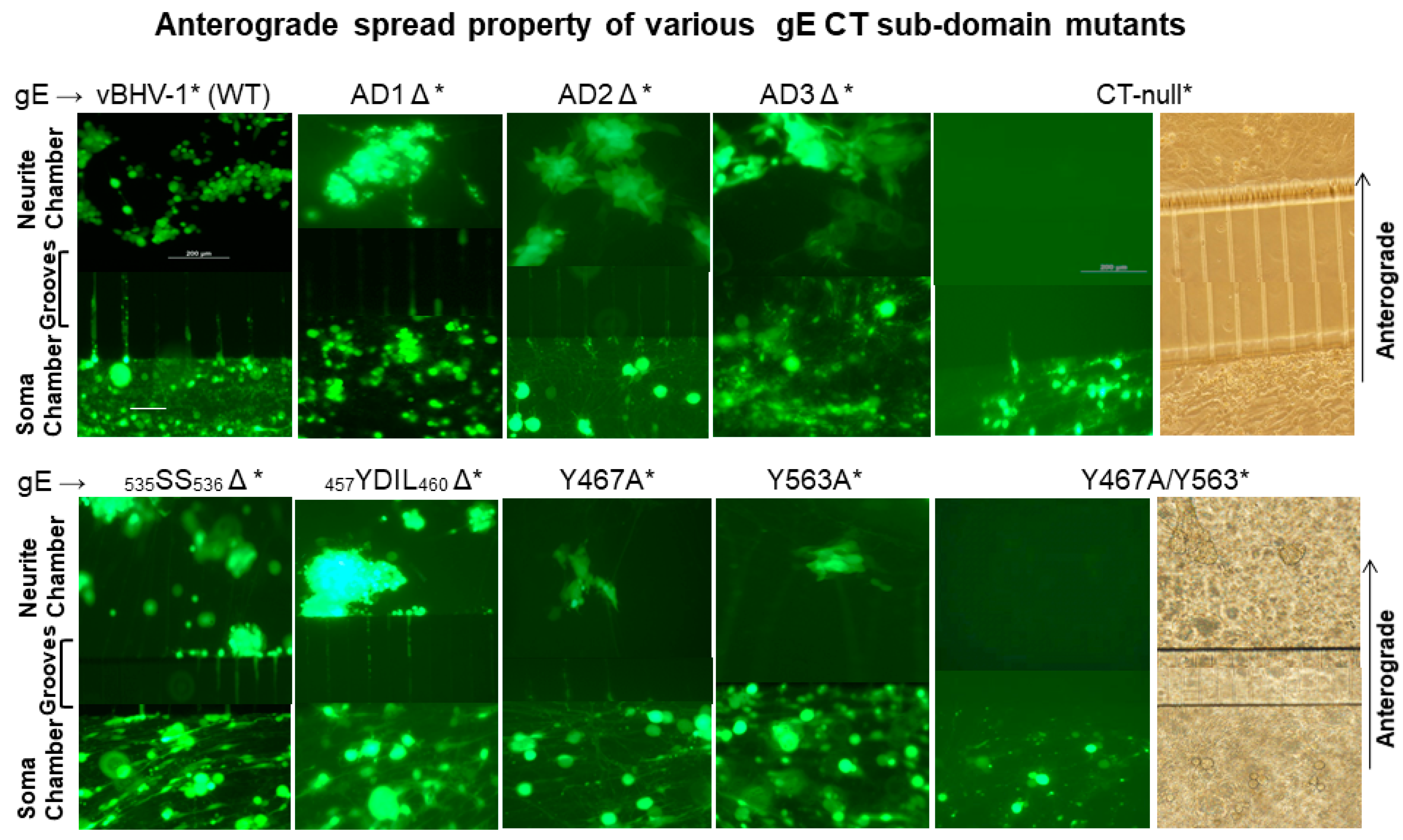 Viruses 12 01025 g002 Viruses 12 01025 g002