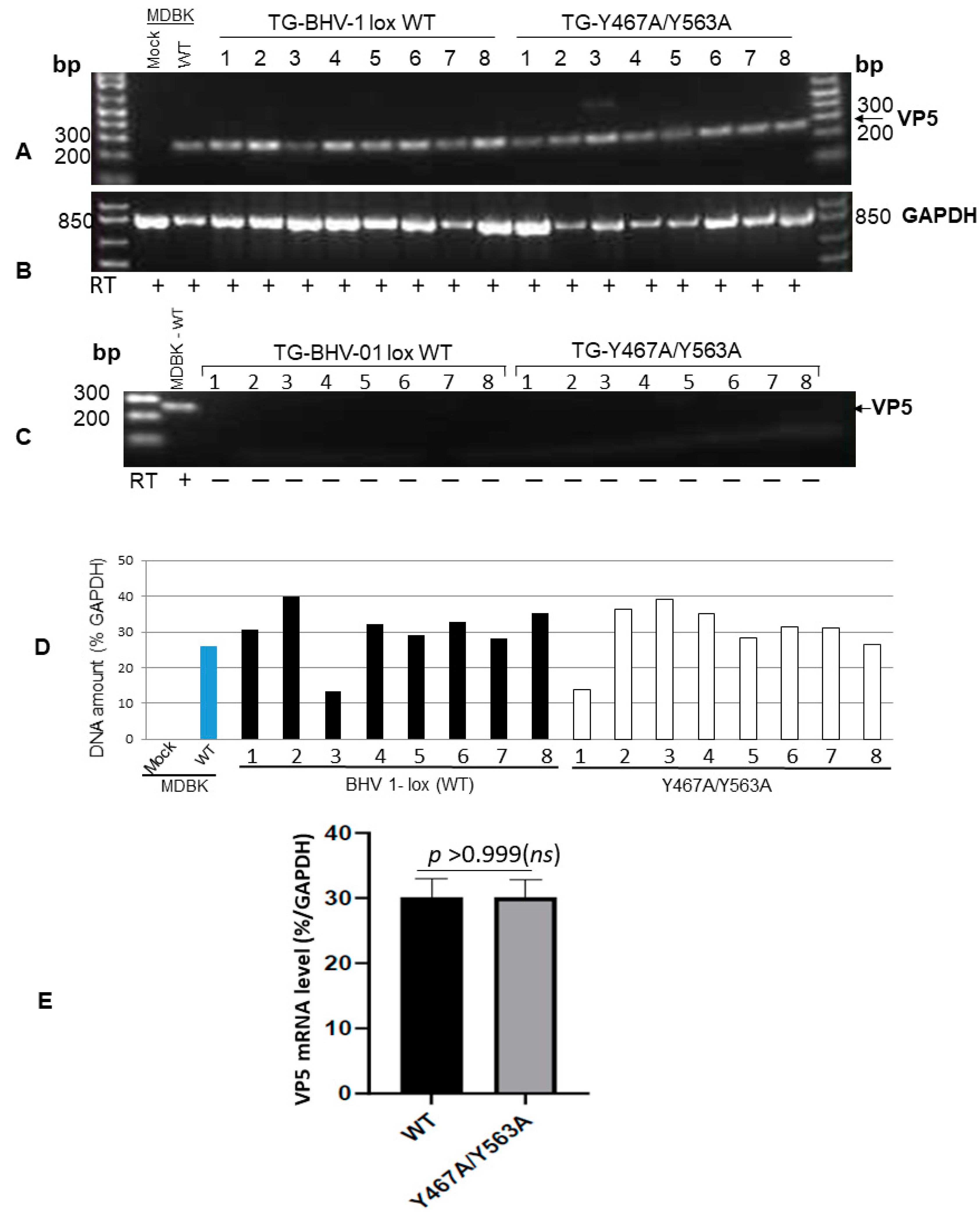 Viruses 12 01025 g004 Viruses 12 01025 g004