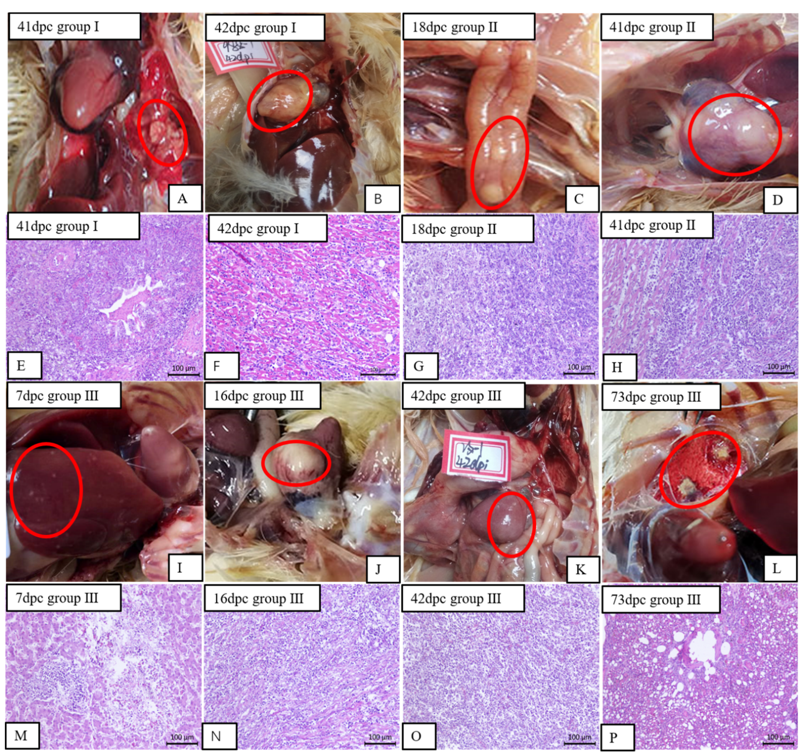 Viruses 12 01048 g006 Viruses 12 01048 g006