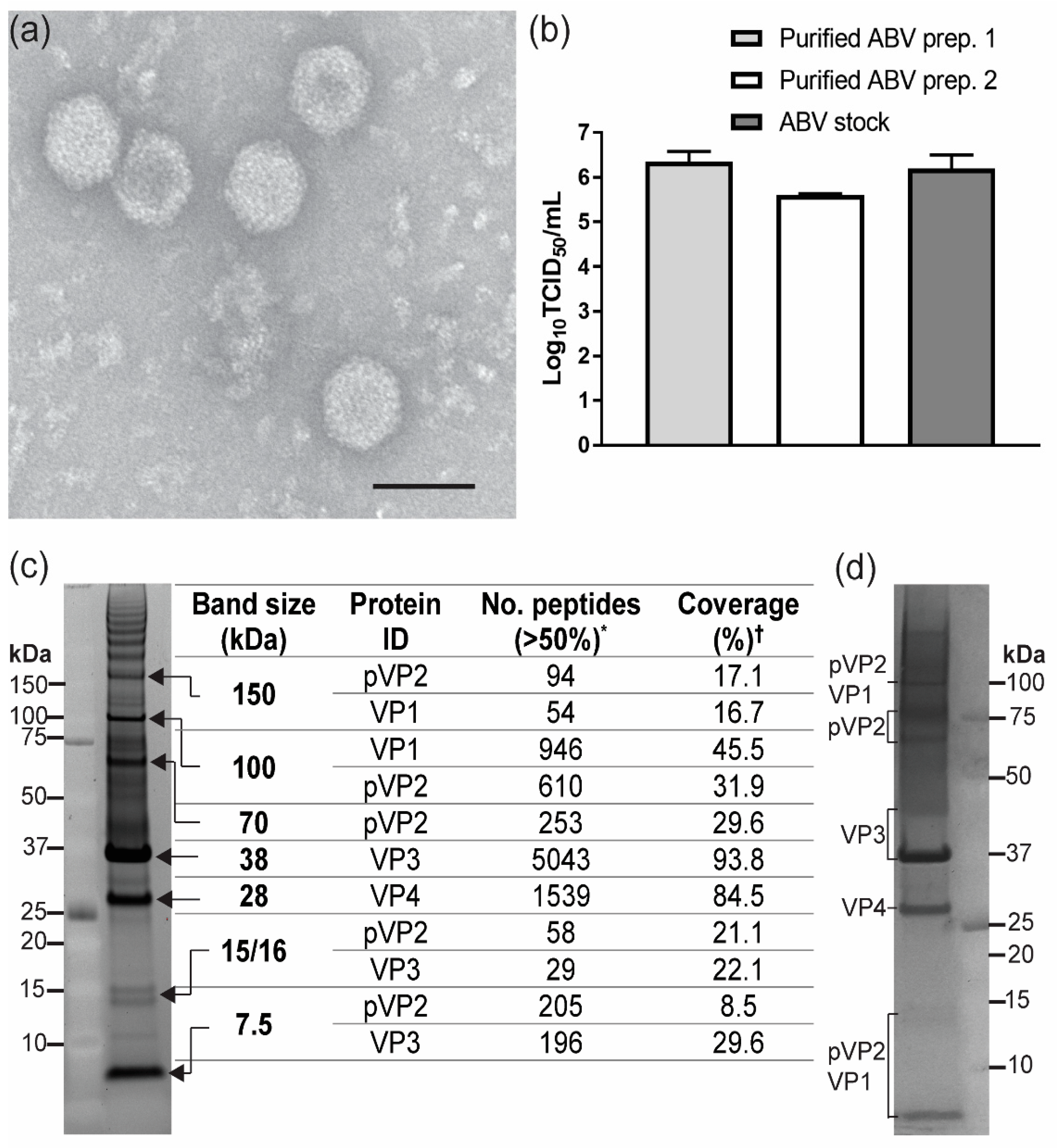 Viruses 12 01056 g004 Viruses 12 01056 g004