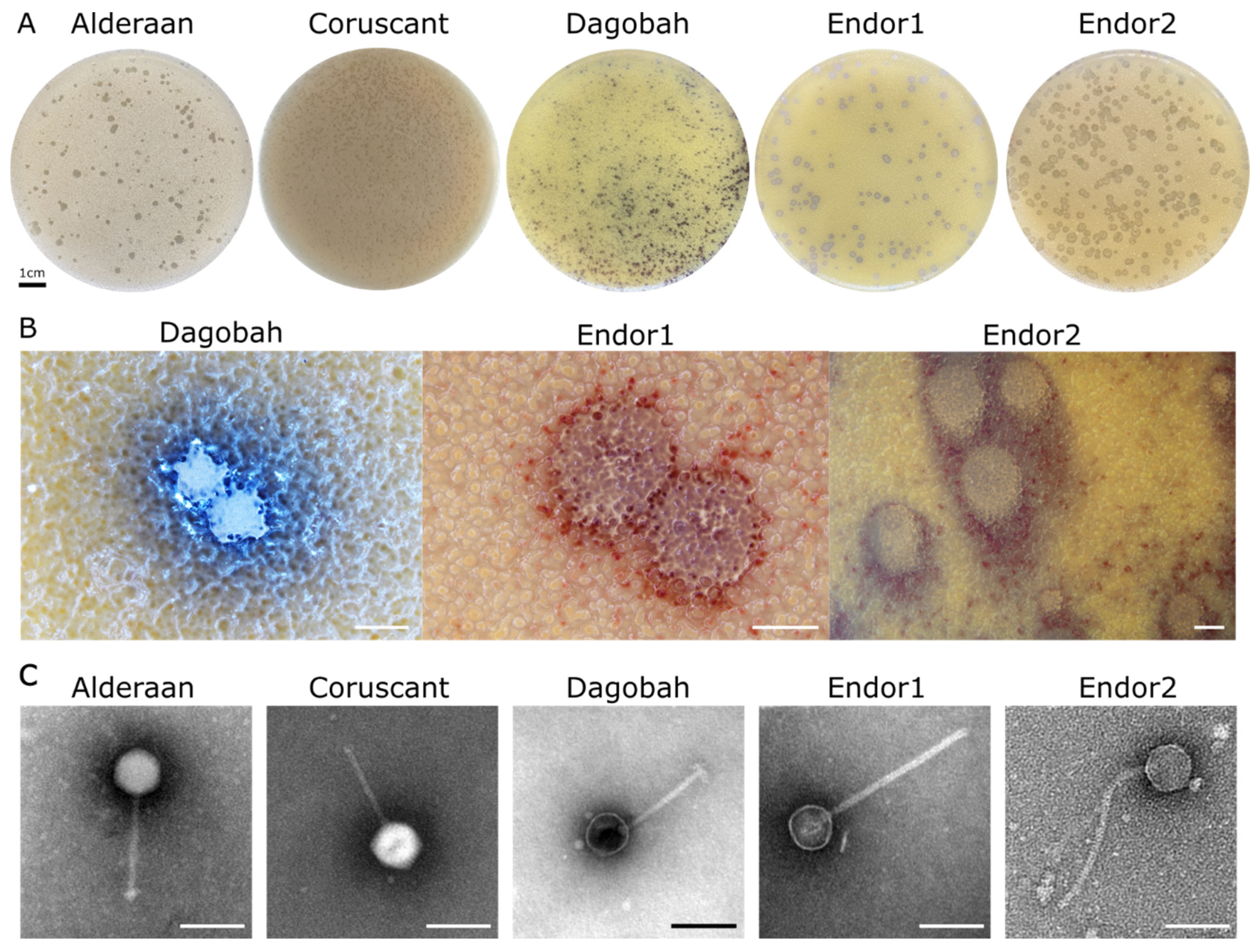 Viruses | Free Full-Text | Genome Sequence and Characterization of Five