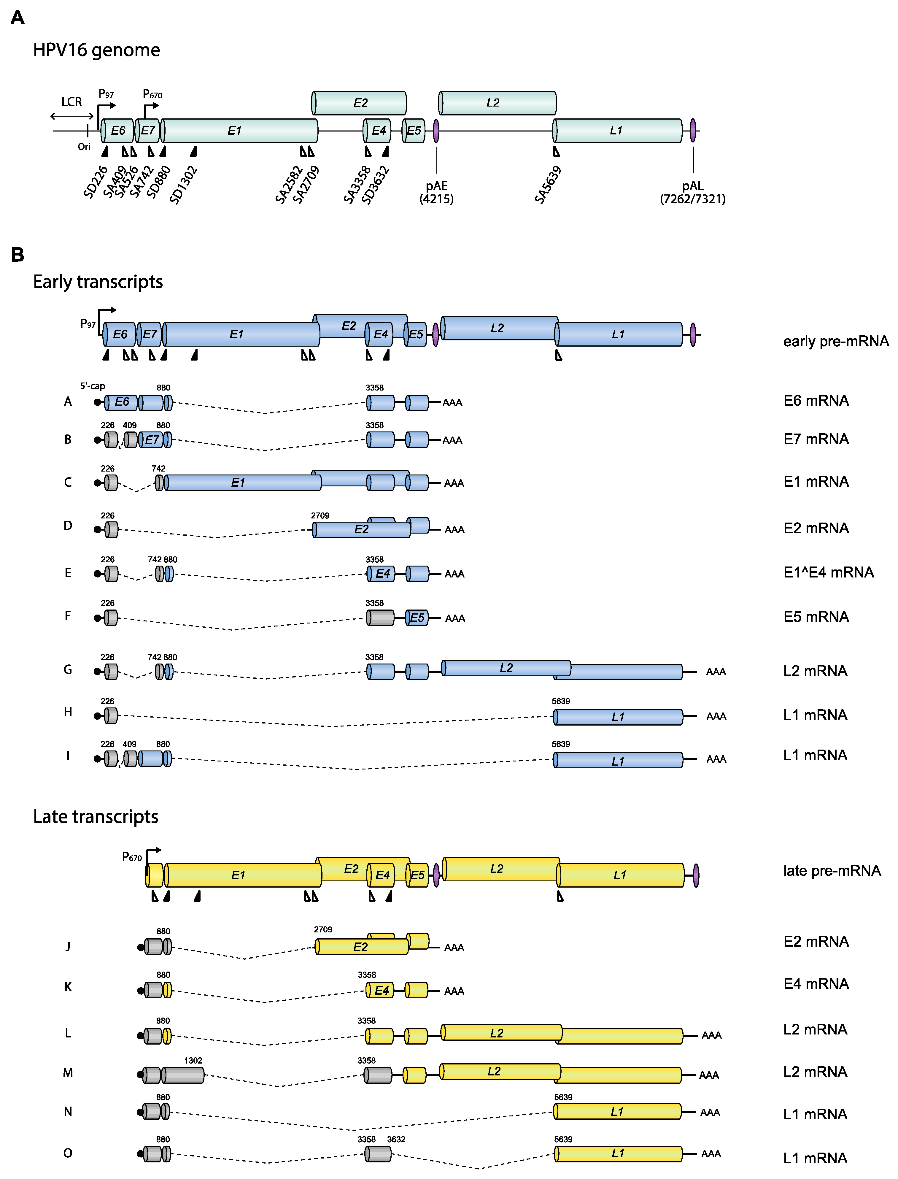 Viruses 12 01110 g002