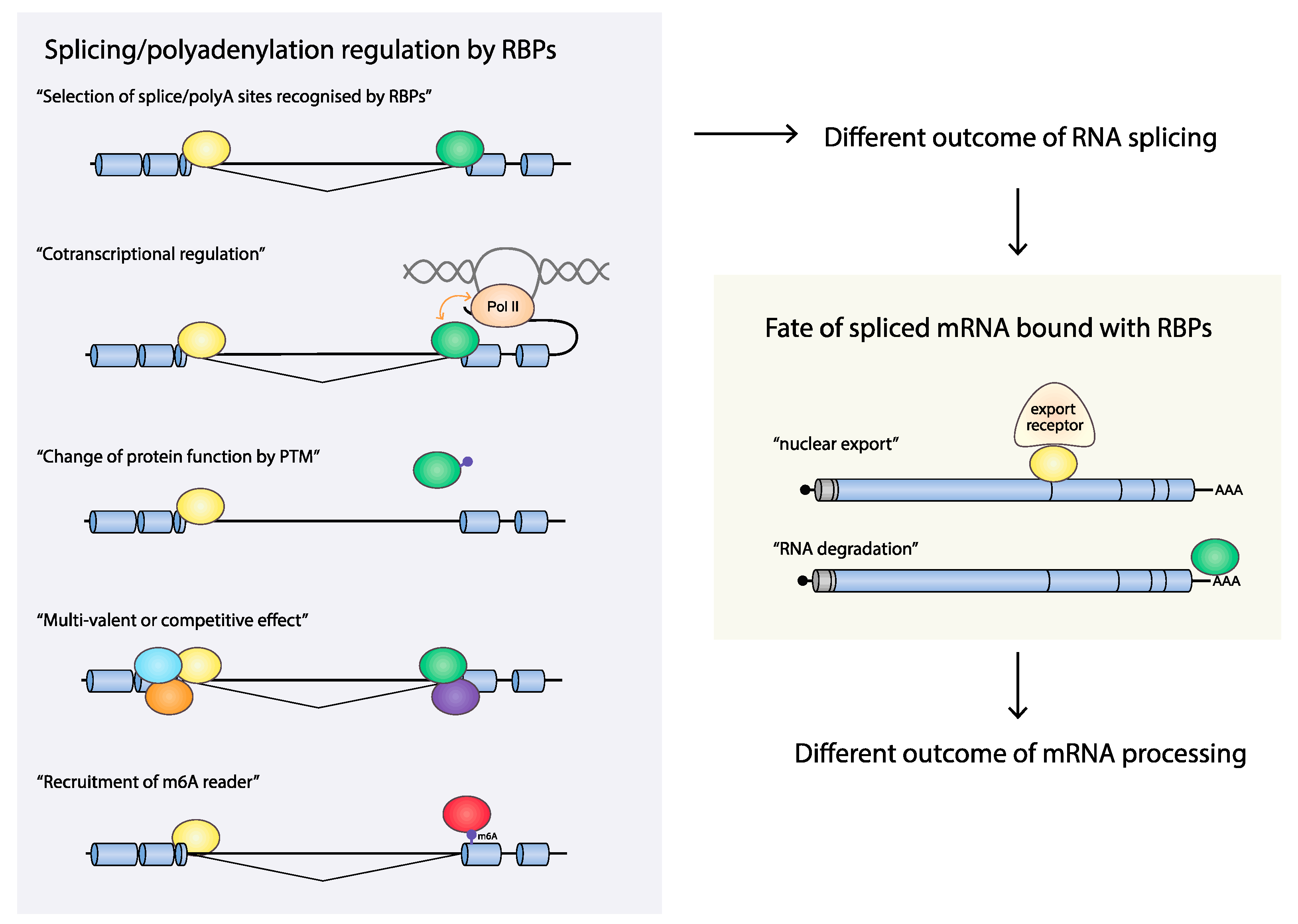 Viruses 12 01110 g003