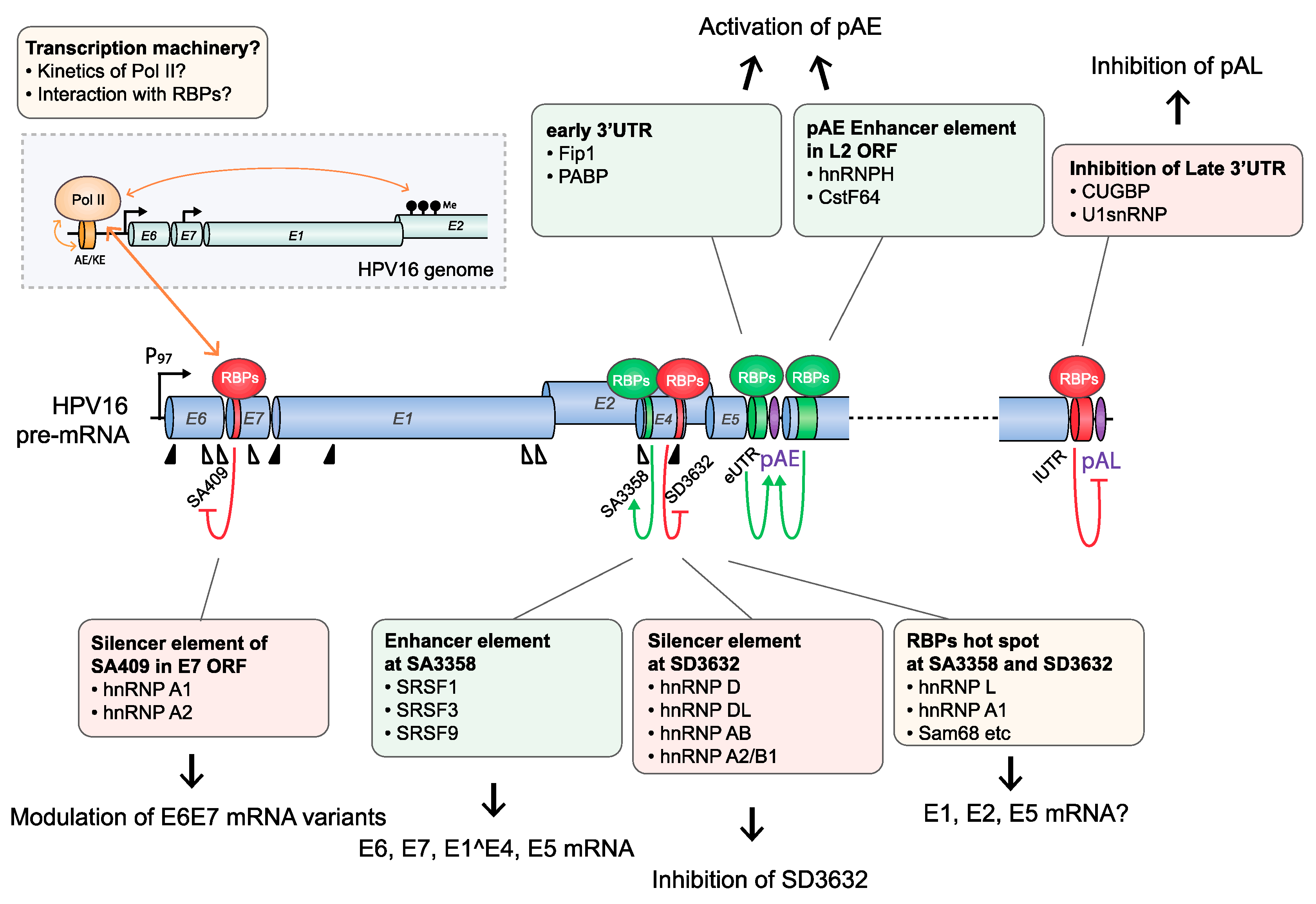 Viruses 12 01110 g004