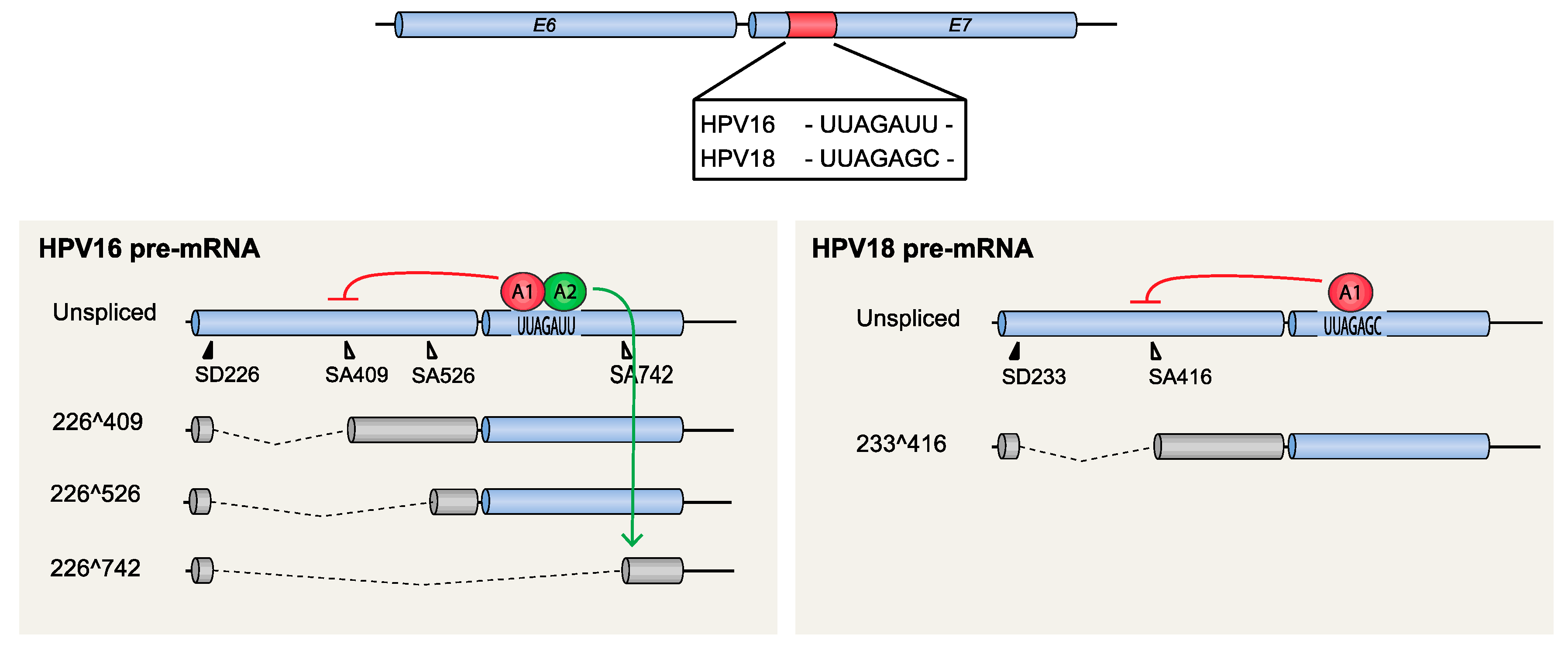 Viruses 12 01110 g005