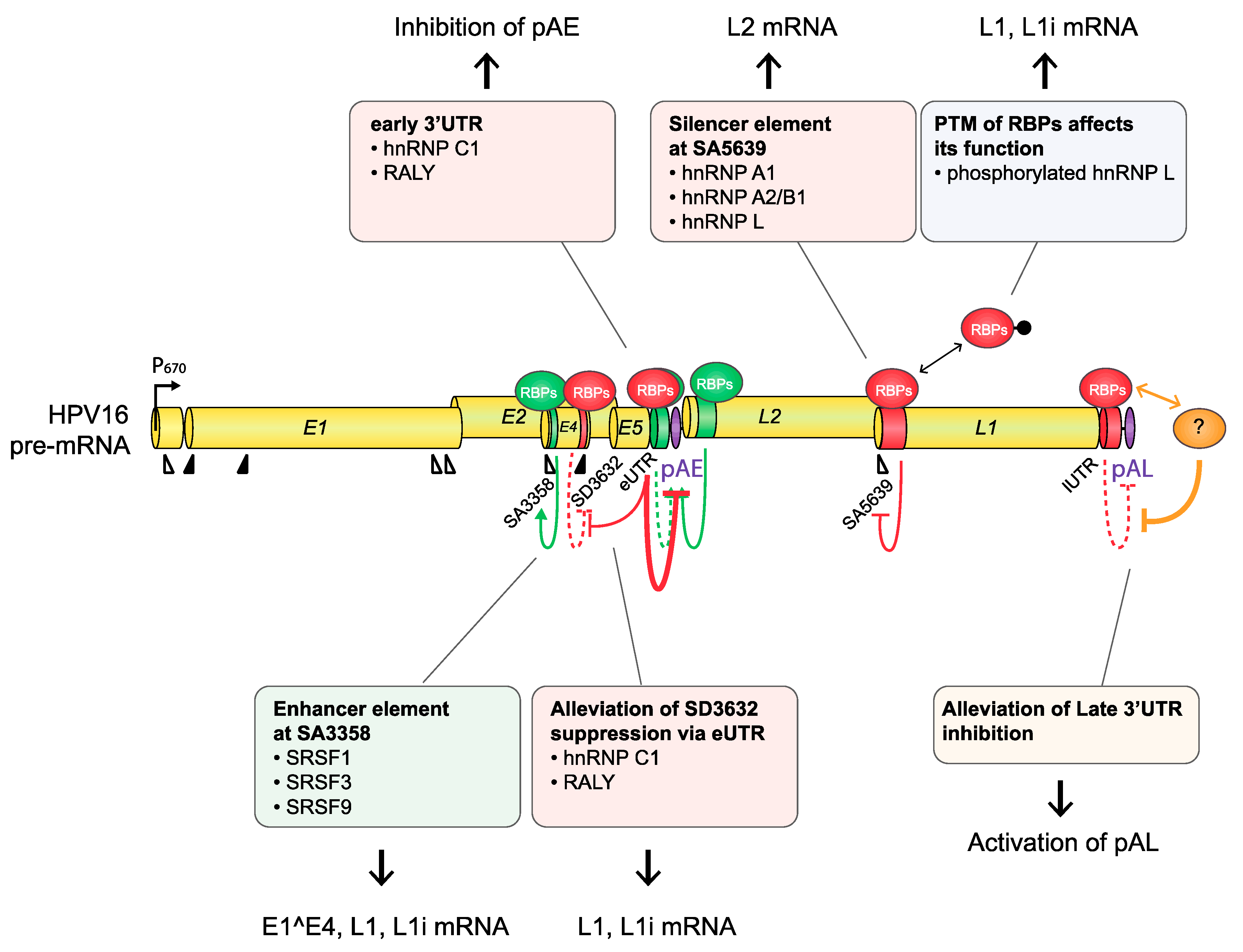 Viruses 12 01110 g007