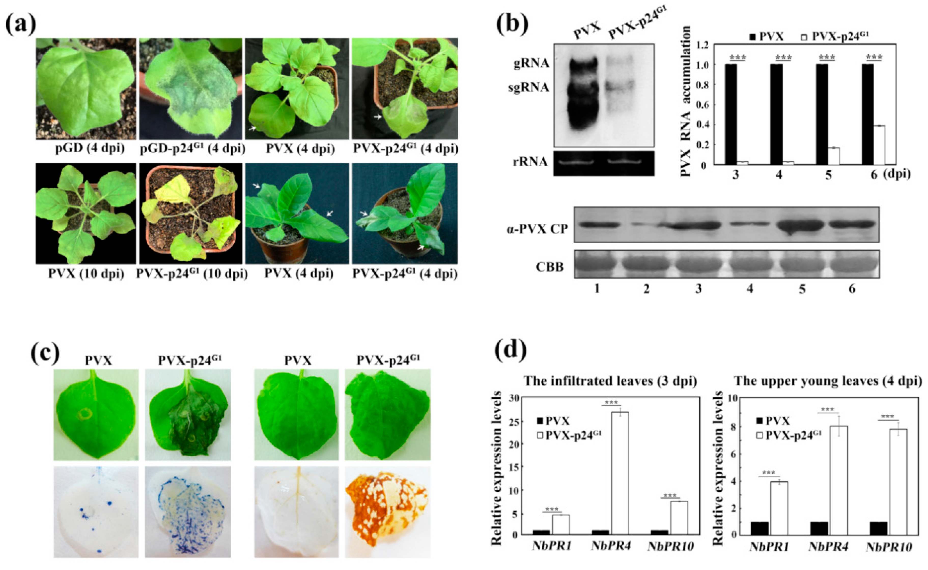 Viruses 12 01111 g002