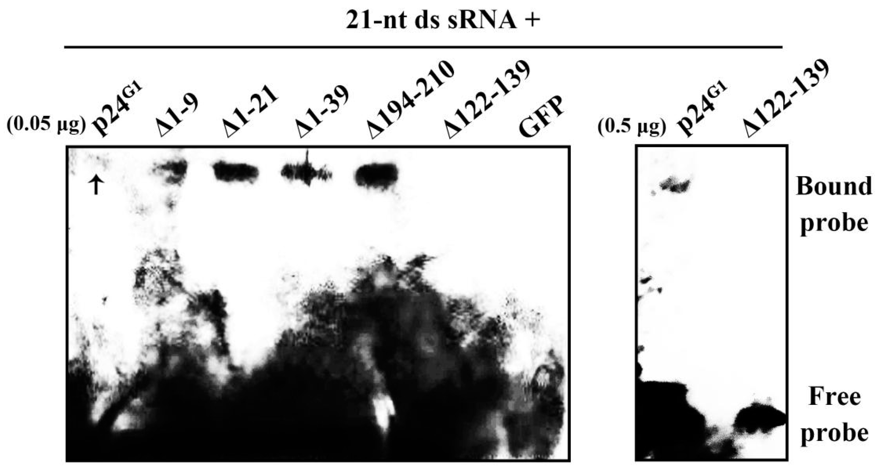 Viruses 12 01111 g005