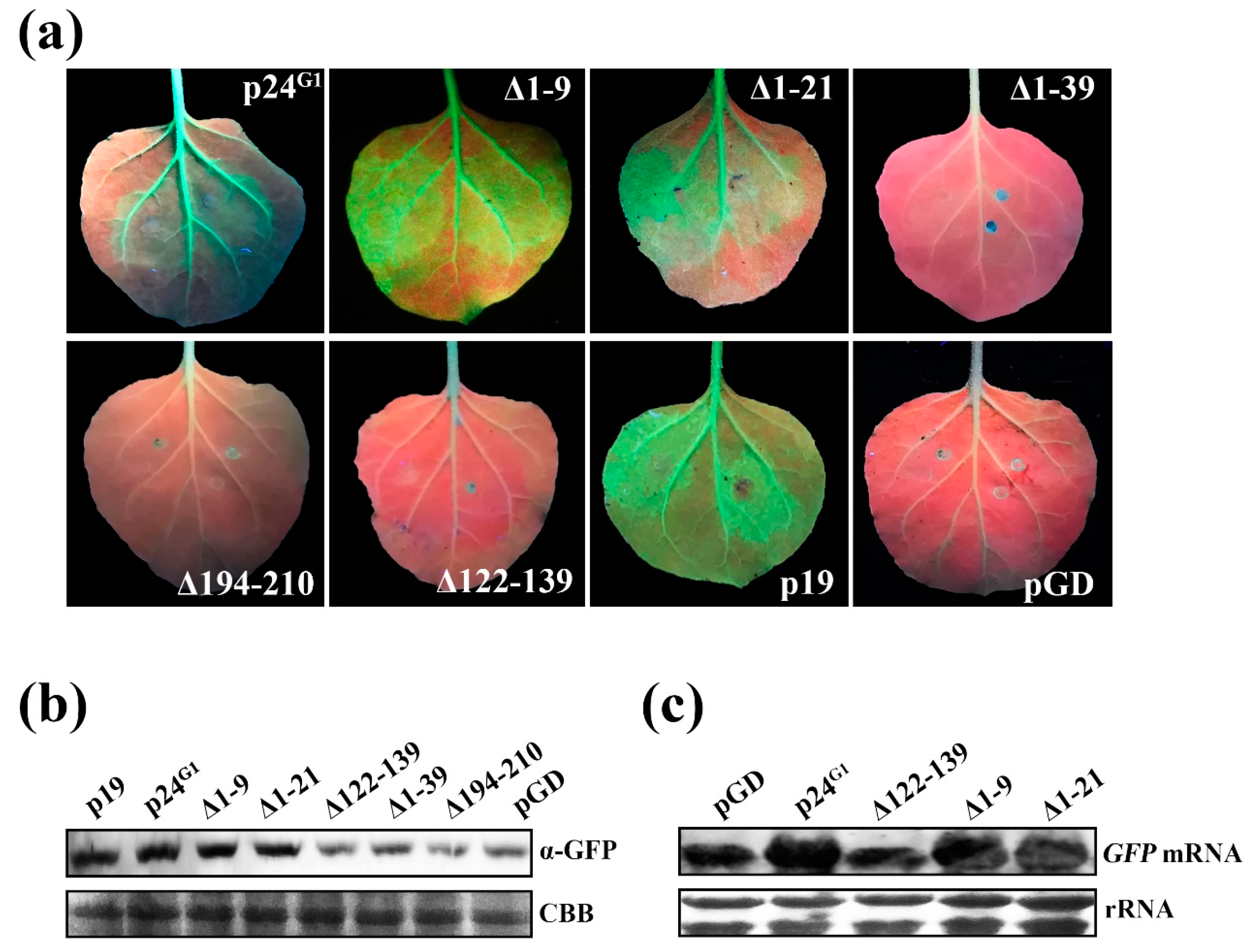 Viruses 12 01111 g006