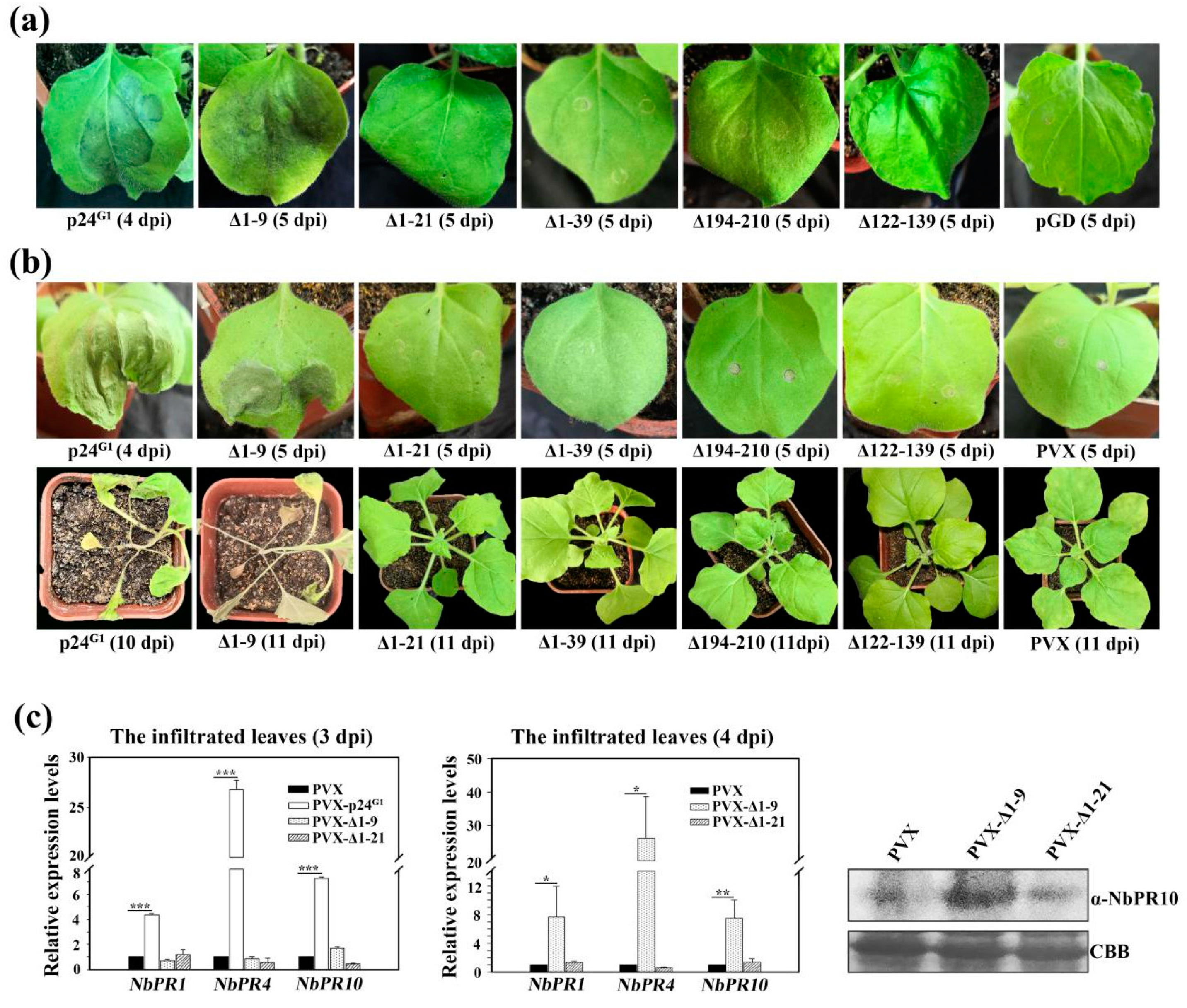 Viruses 12 01111 g007