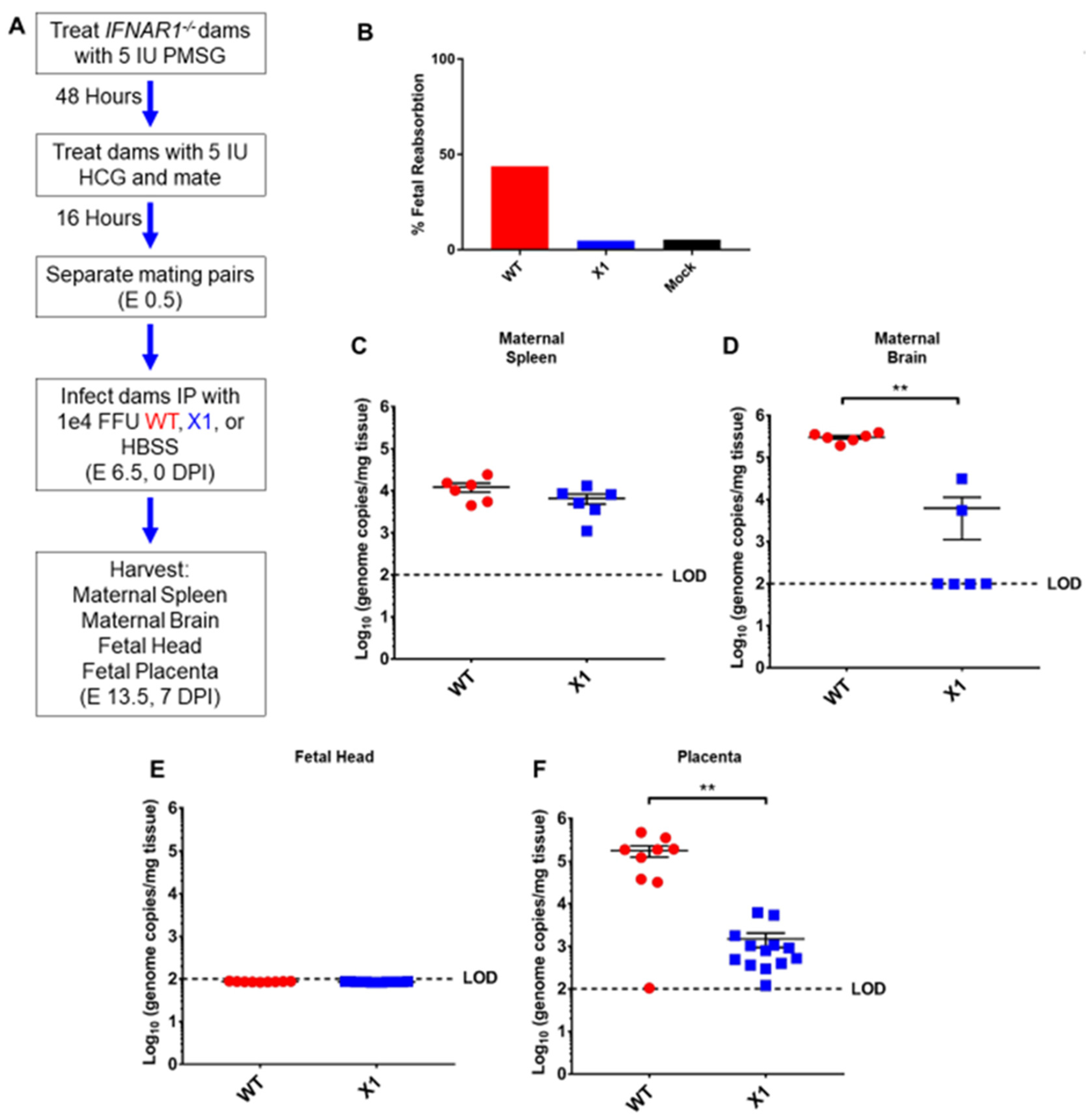 Viruses 12 01177 g005