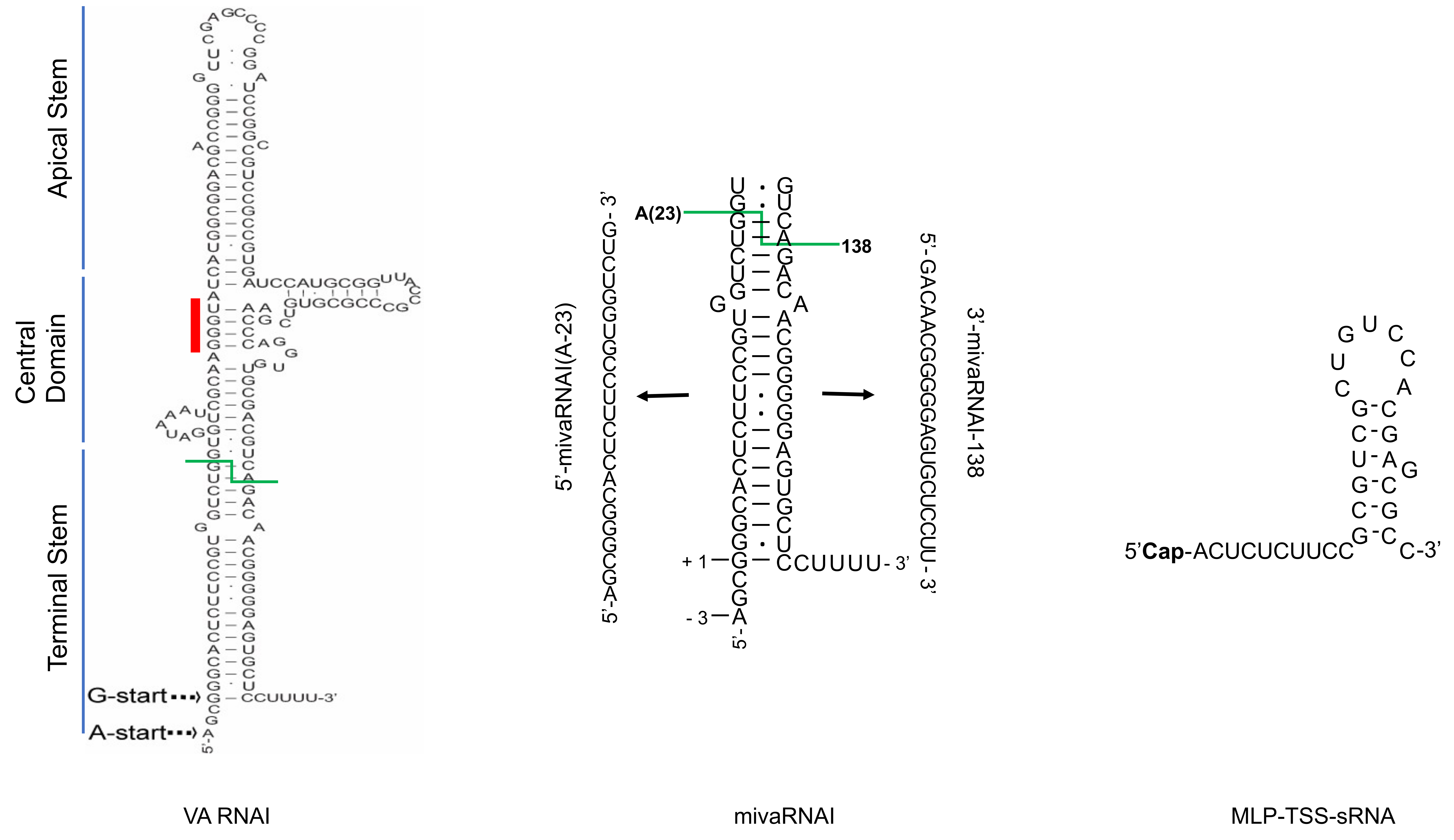 Viruses | Free Full-Text | Synthesis, Structure, and Function of