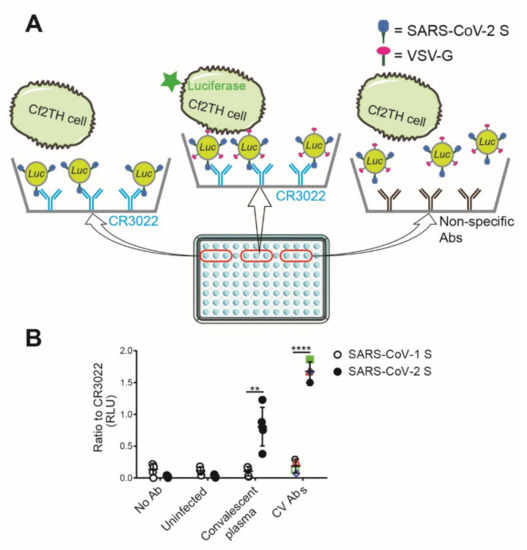 Viruses | Free Full-Text | Antibody Binding to SARS-CoV-2 S ...