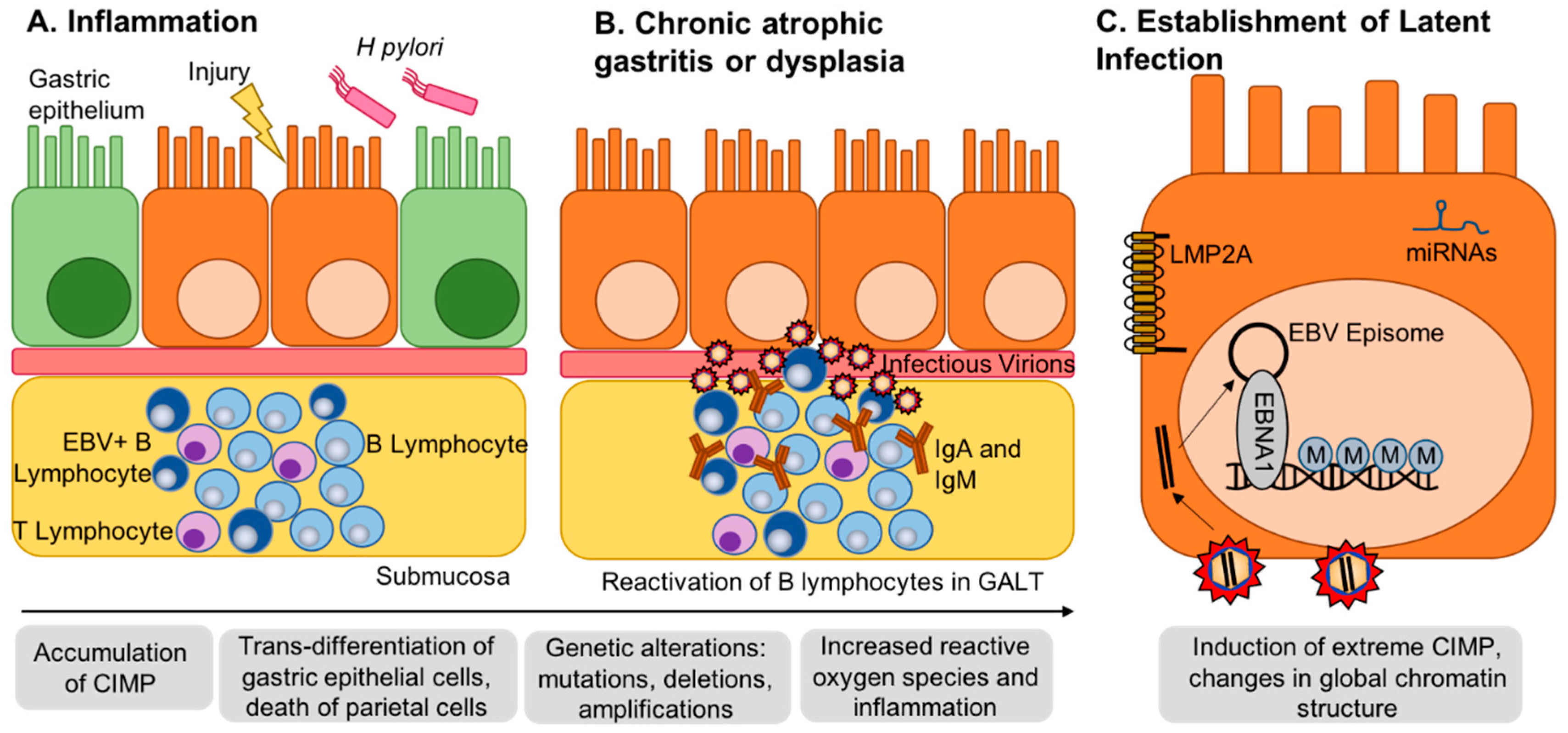 Viruses Free Full Text The Role Of Ebv Induced Hypermethylation In Gastric Cancer Tumorigenesis Html