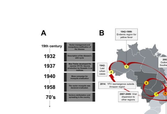 PDF] Kidney involvement in yellow fever: a review