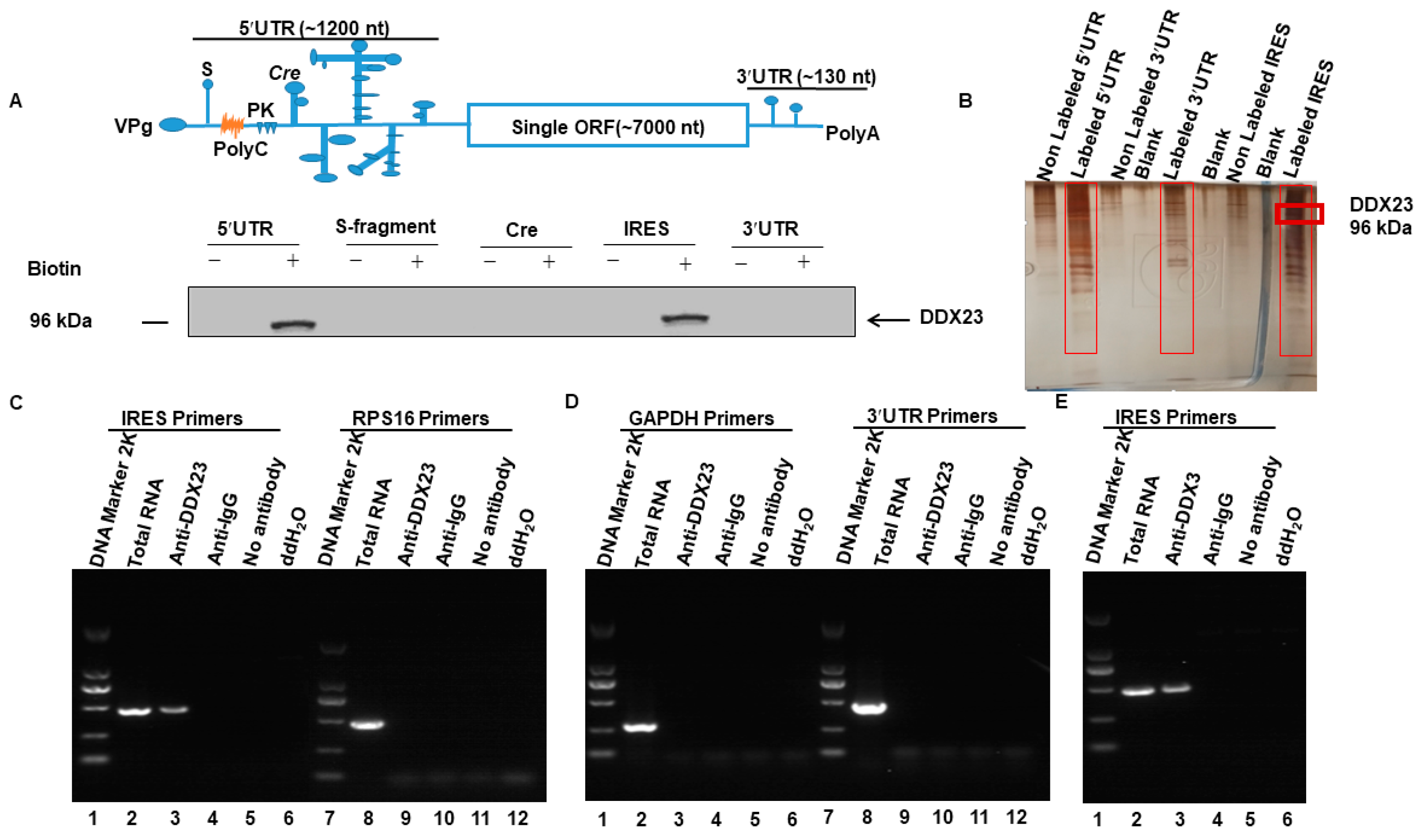 Viruses 12 01348 g001