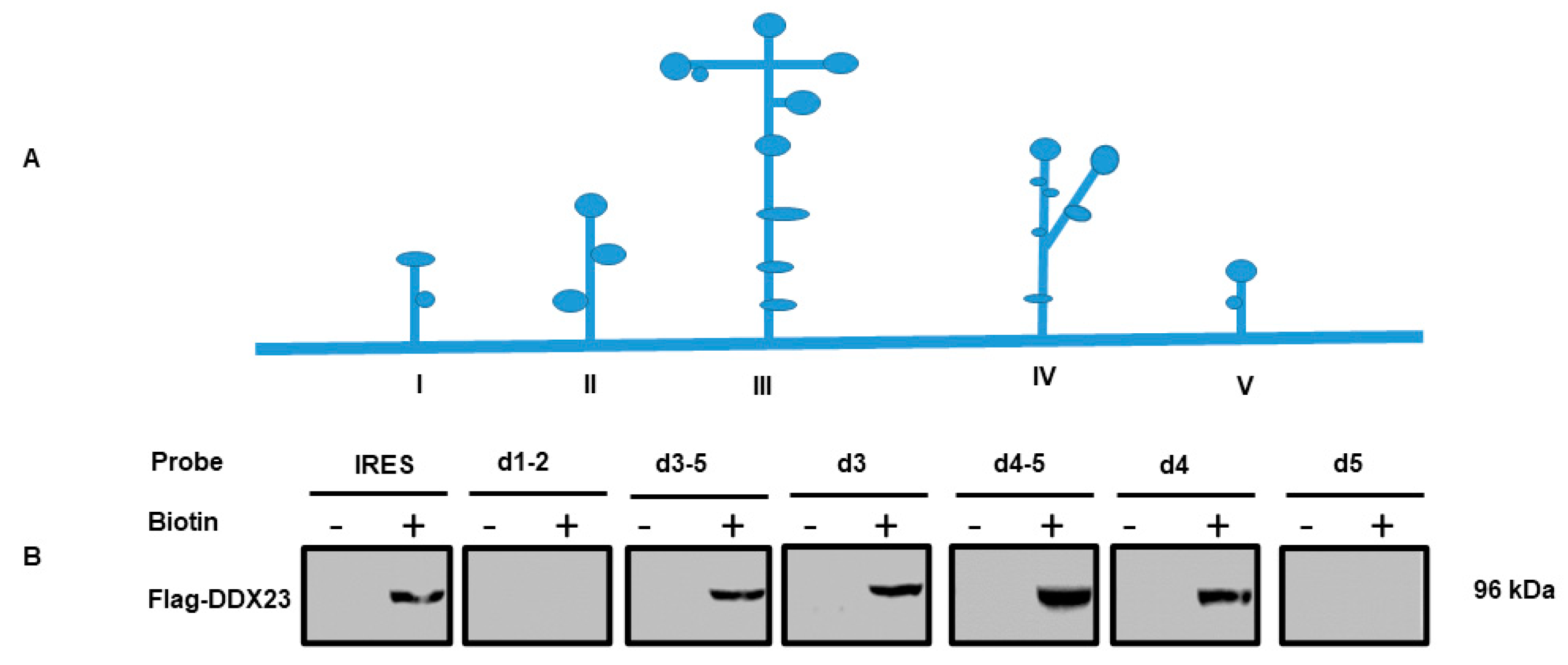 Viruses 12 01348 g002