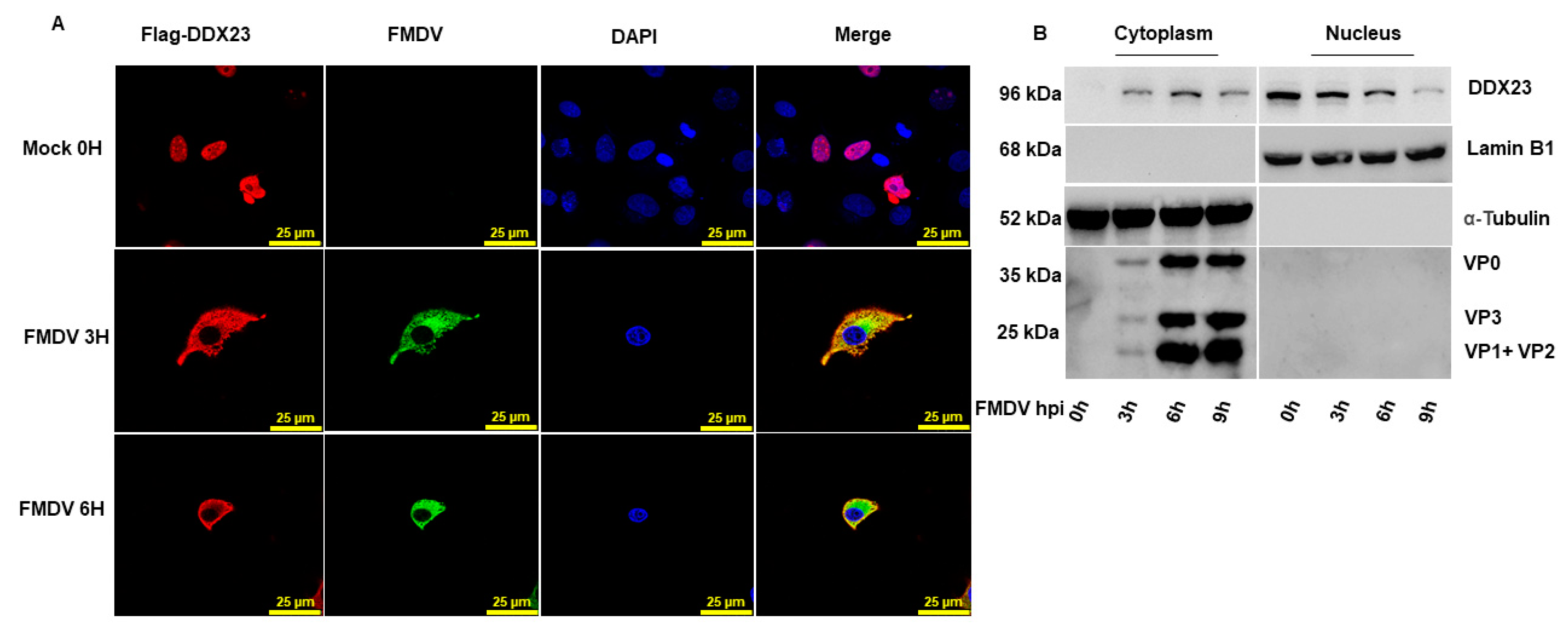 Viruses 12 01348 g007